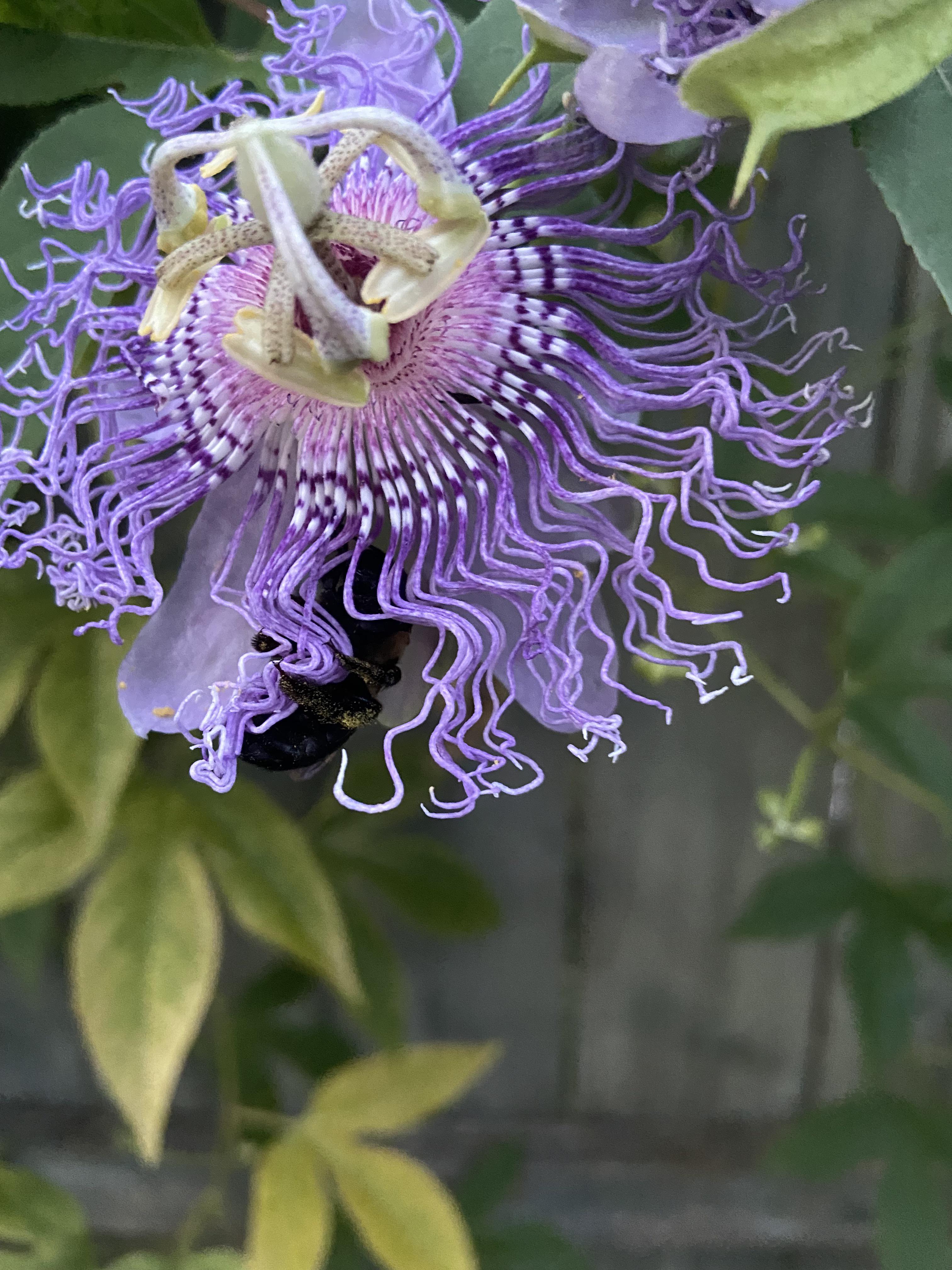 Bee sleeping on one of my passionfruit flowers, zoom in to see the