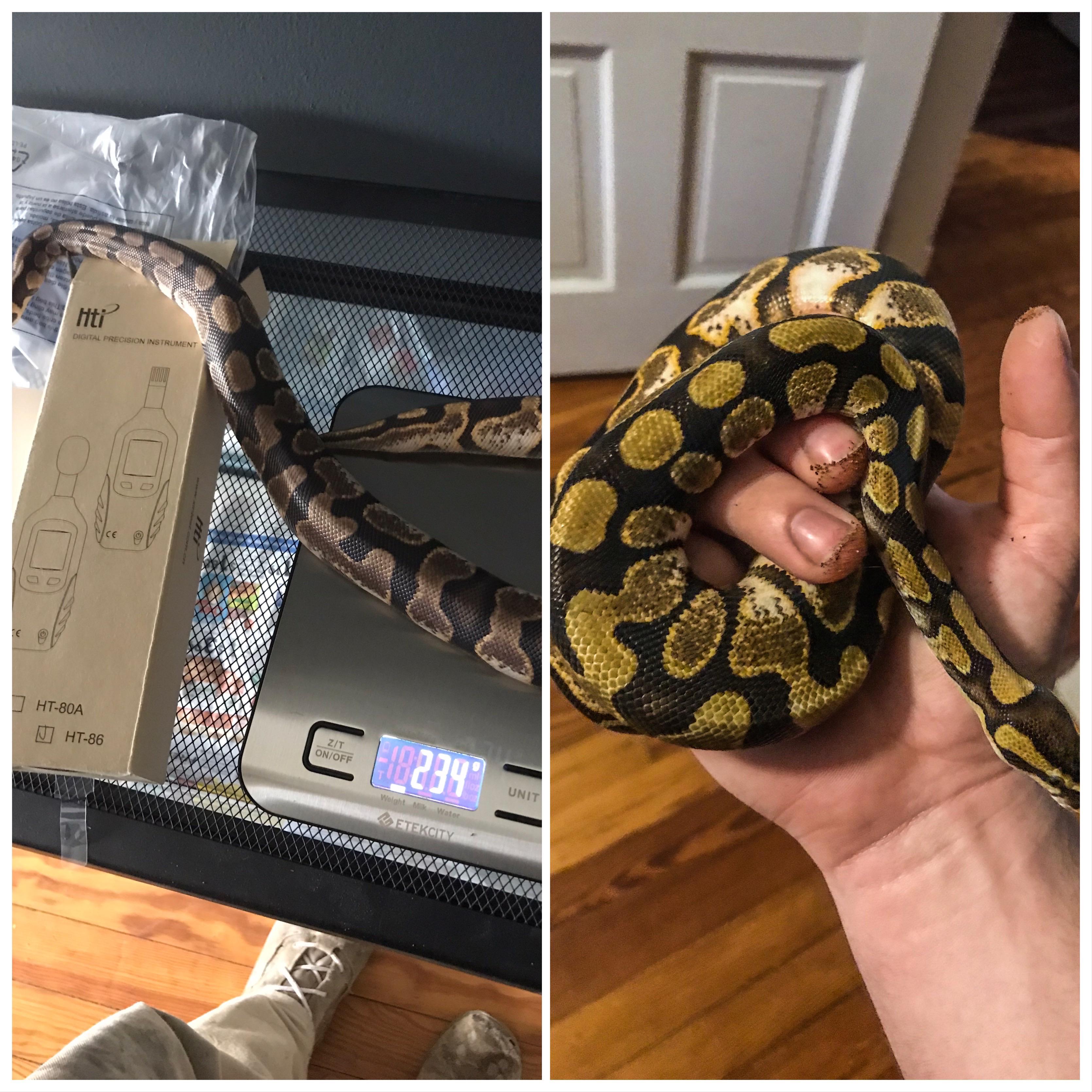 Before and after shedding, crazy Scrolller