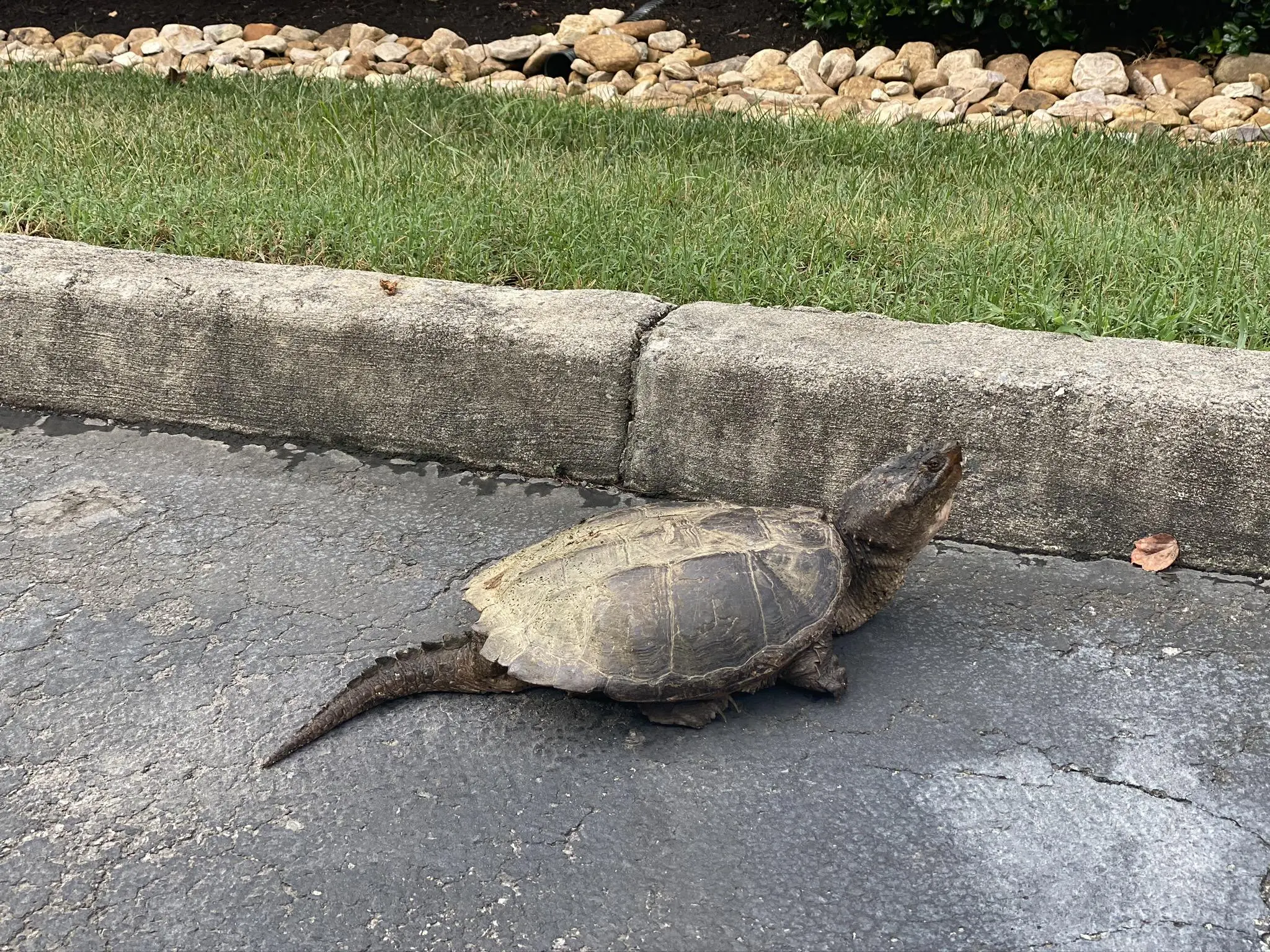 Big snappy boi in Short Pump
