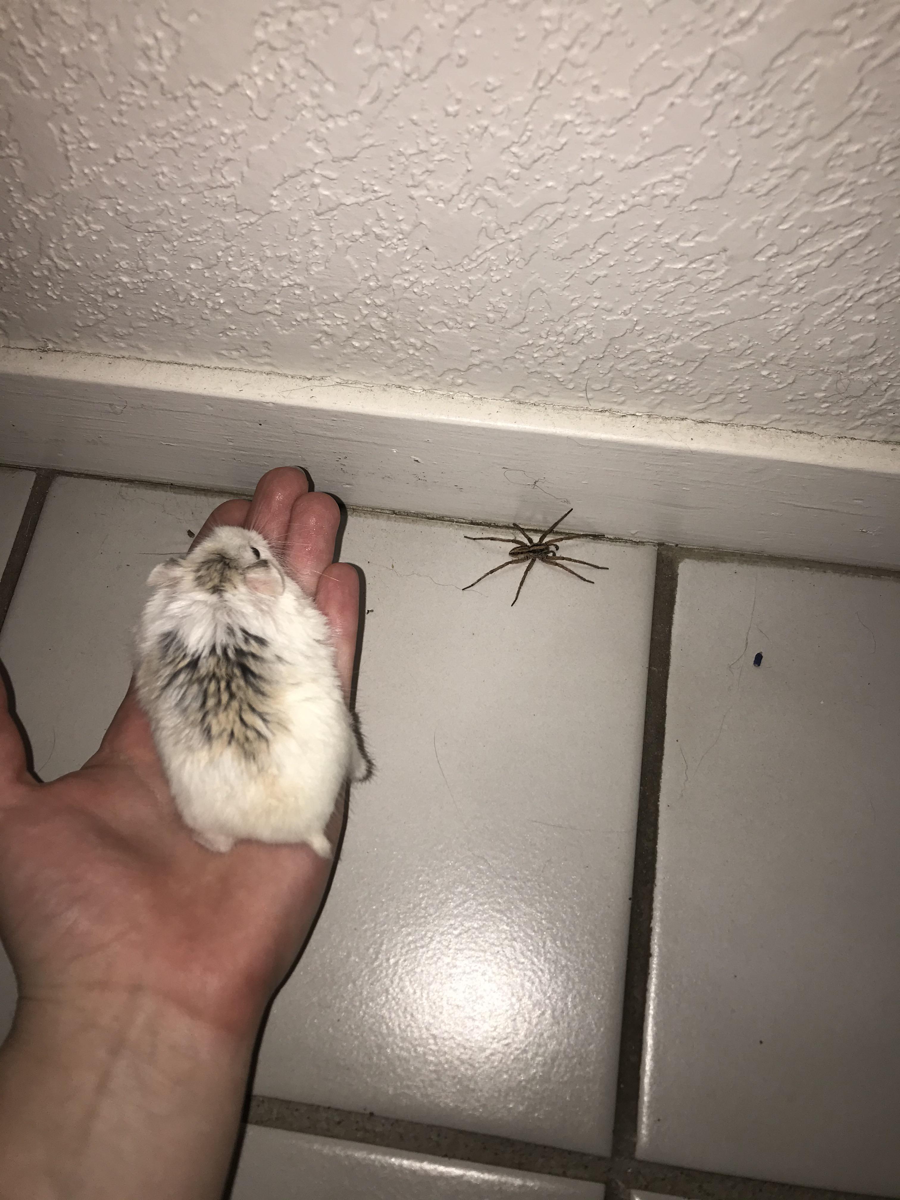 Spider Samstr Big wolf spider (hamster for comparison) | Scrolller