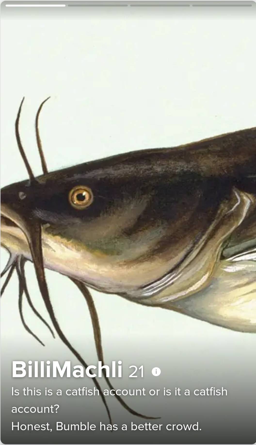 Billi=cat machli= fish in Hindi. I'm not sure if this is a catfish account or a catfish account