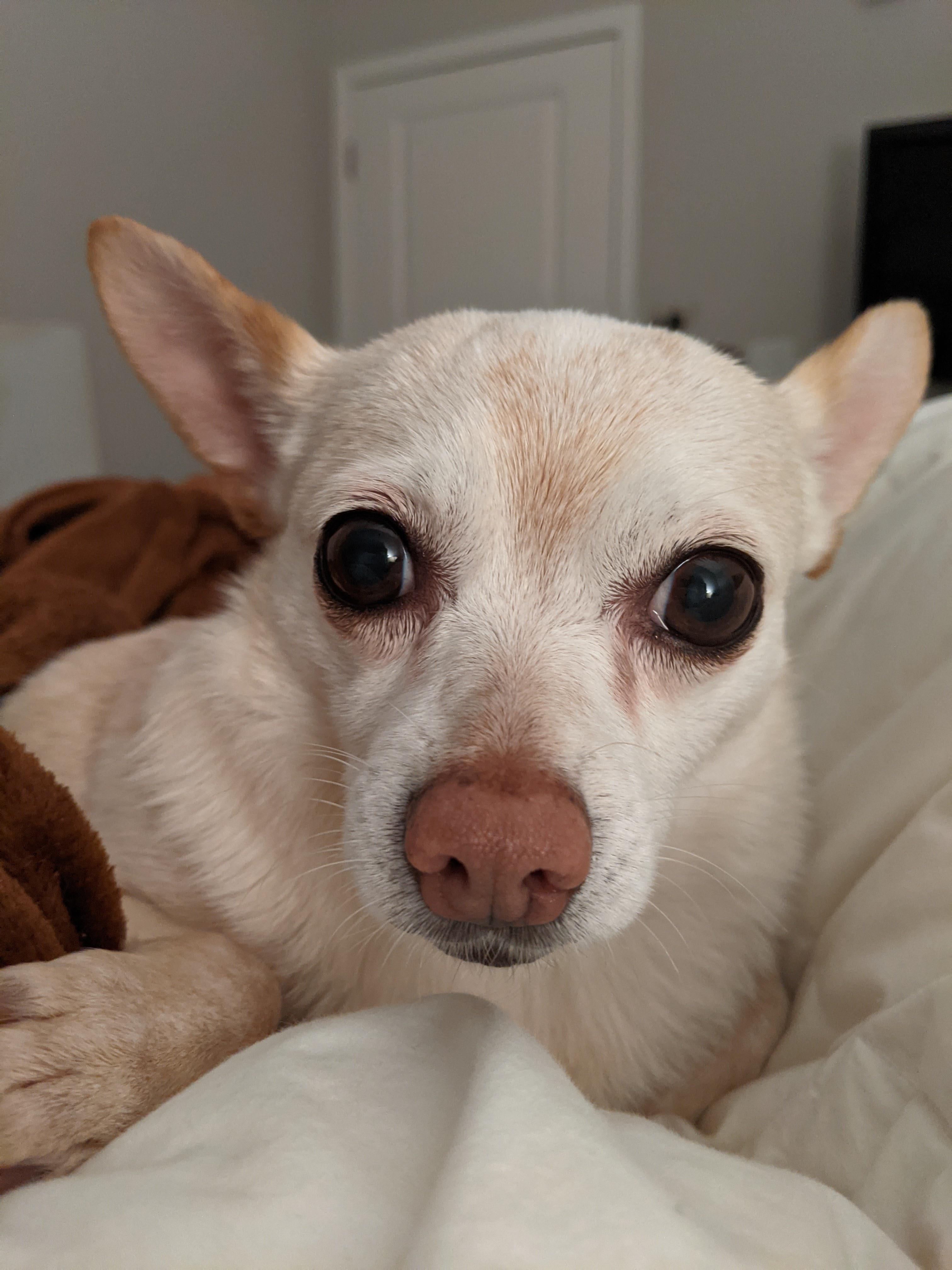 Biscuit right before bed time Scrolller