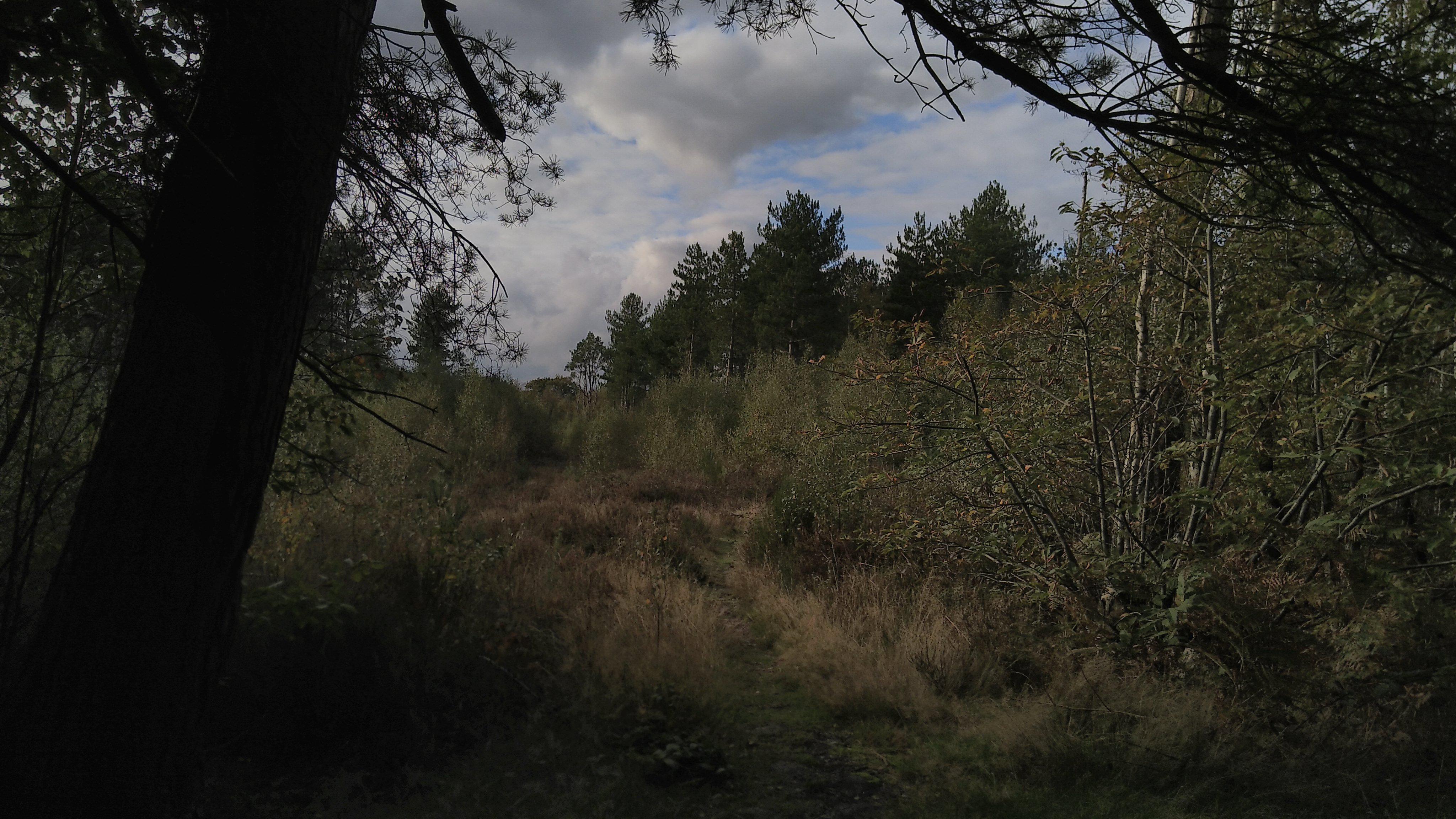 Blean Woods, Kent, UK [4096 × 2304] [OC] | Scrolller