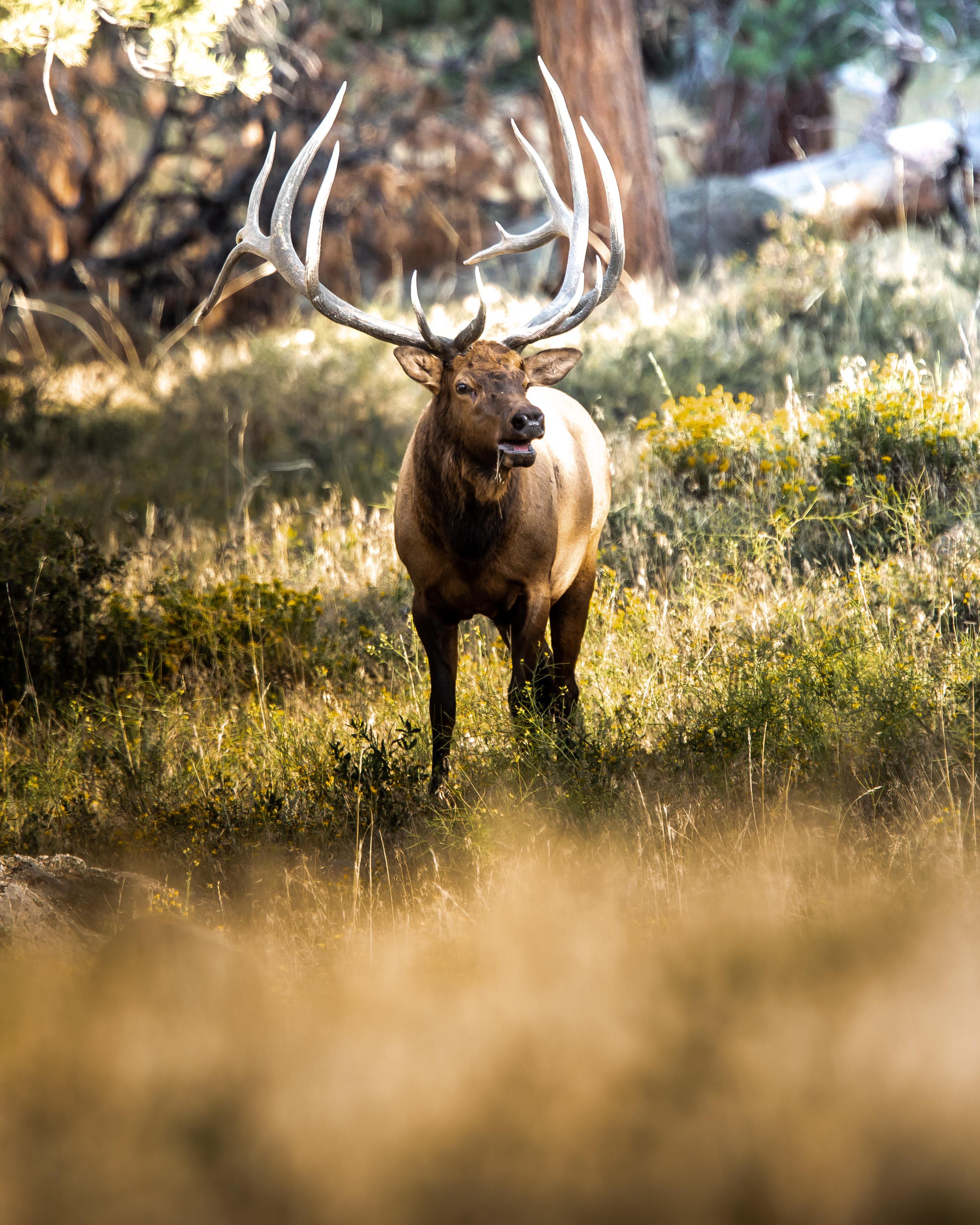 Bull Elk From Rocky Mountain National Park Scrolller