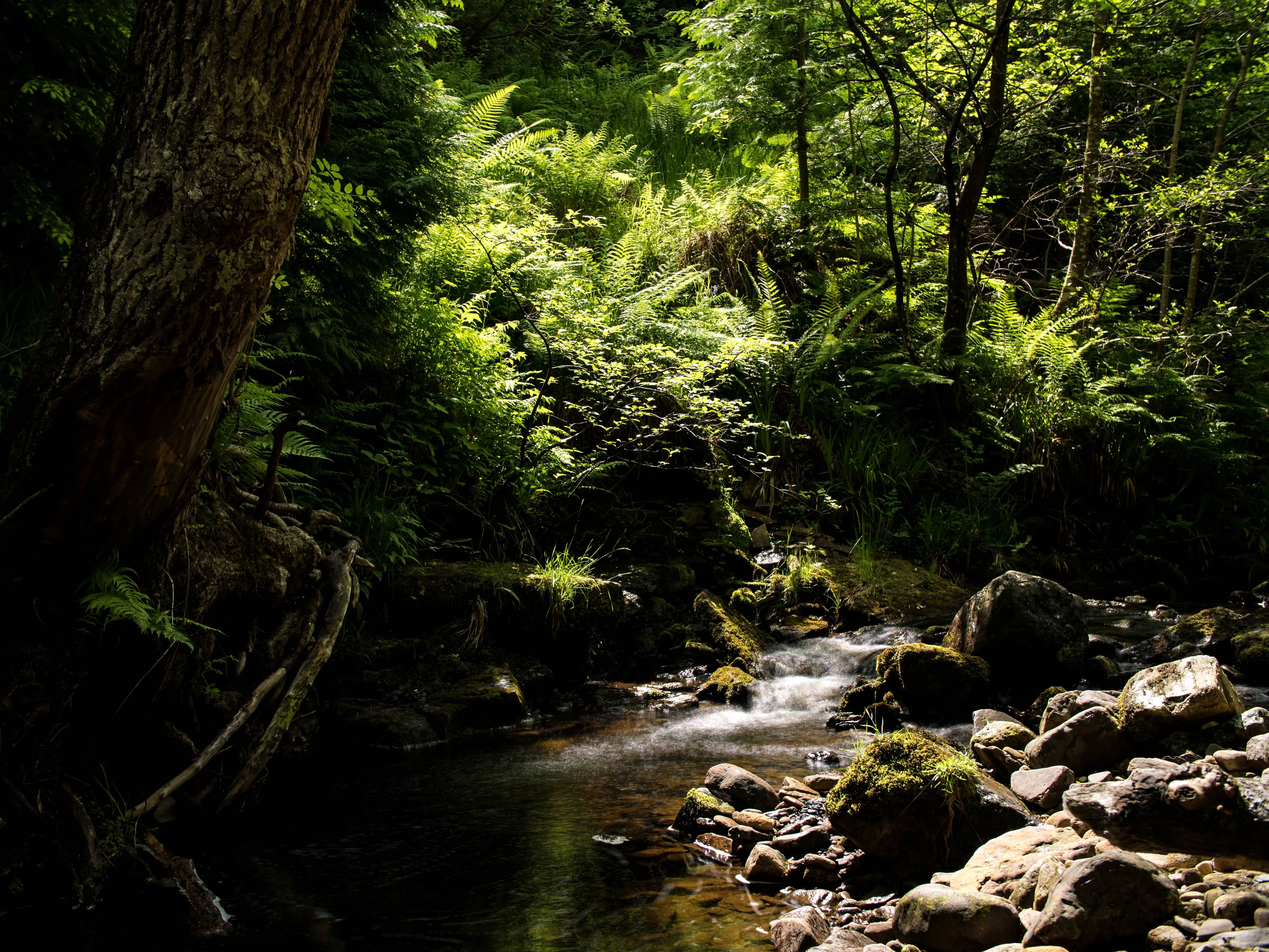 By the stream (4610x3459)