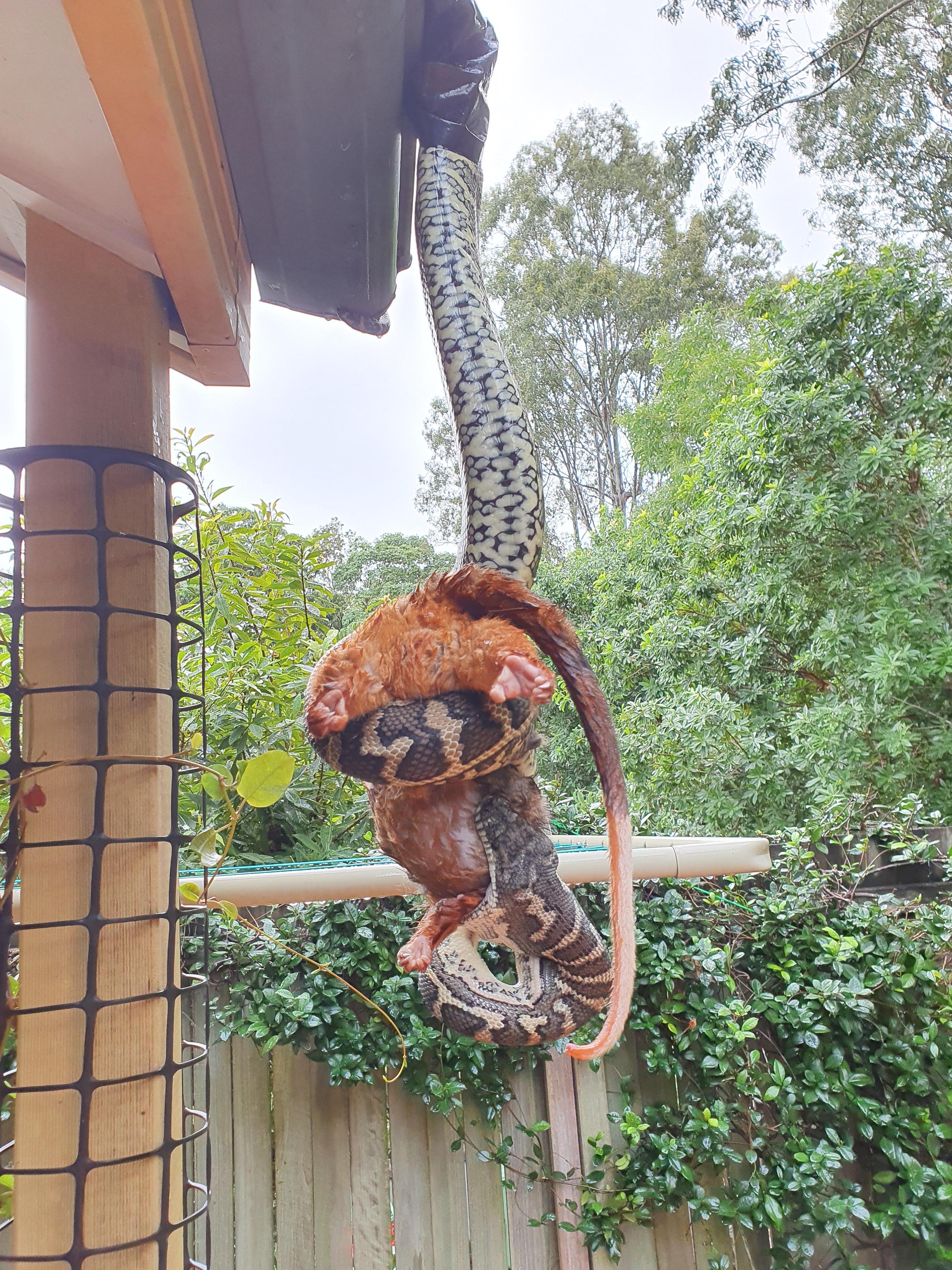 Carpet Python swallowing a Ringtail Possum | Scrolller