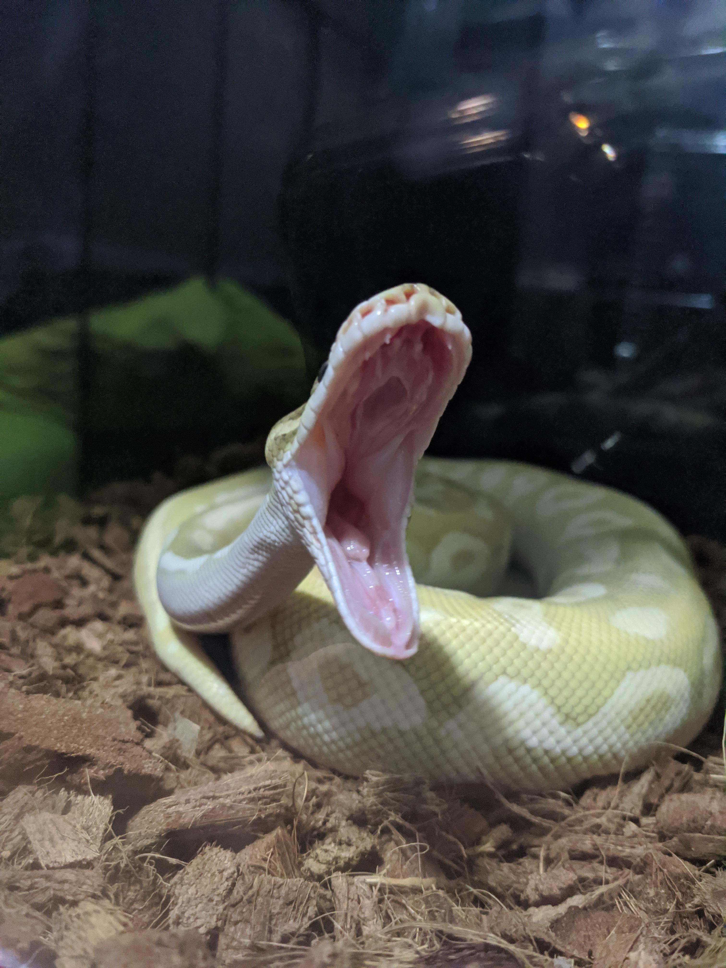 snek maw | Scrolller