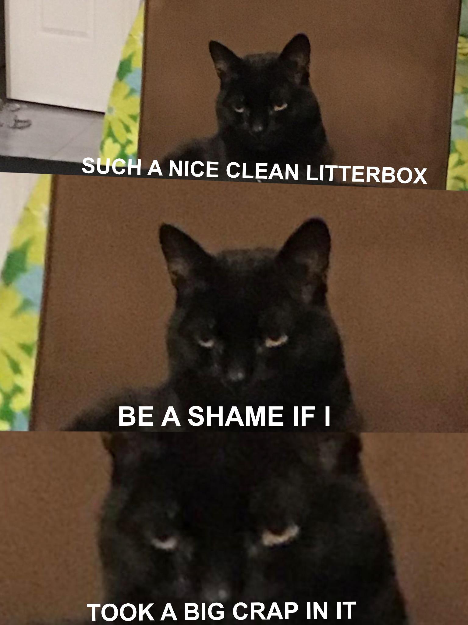 Celebrating my cat with memes day 1. | Scrolller