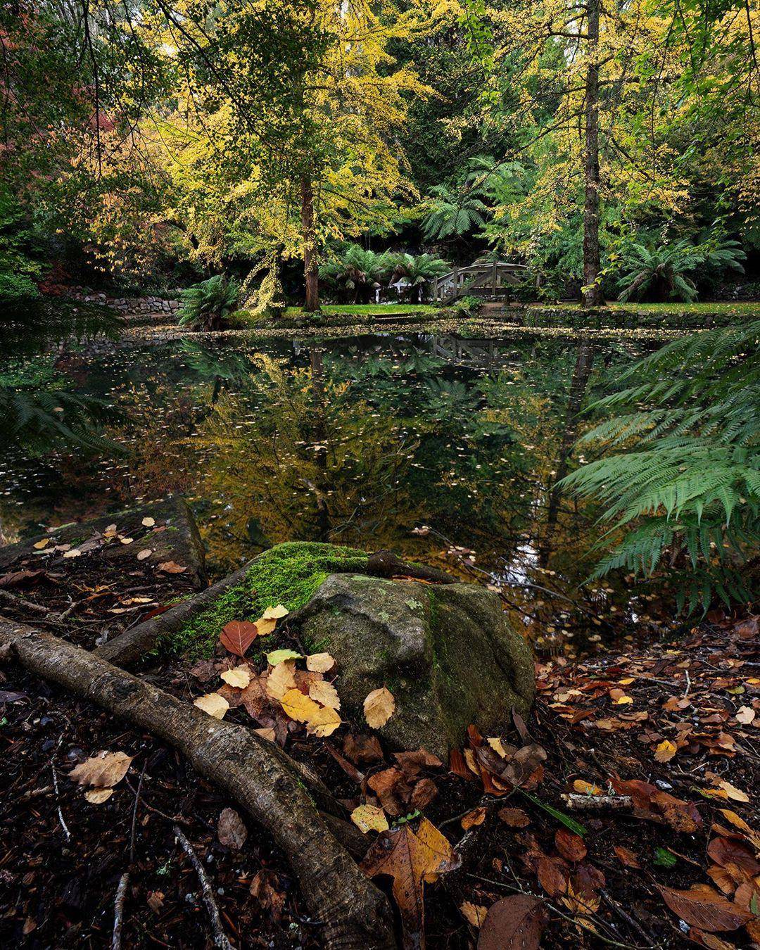 Chasing Autumn colours on the outskirts of Melbourne [OC] | Scrolller