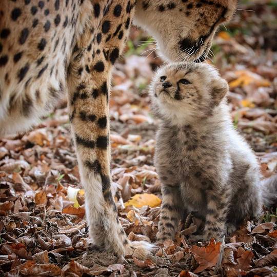 Cheetah cub getting its mother's affection