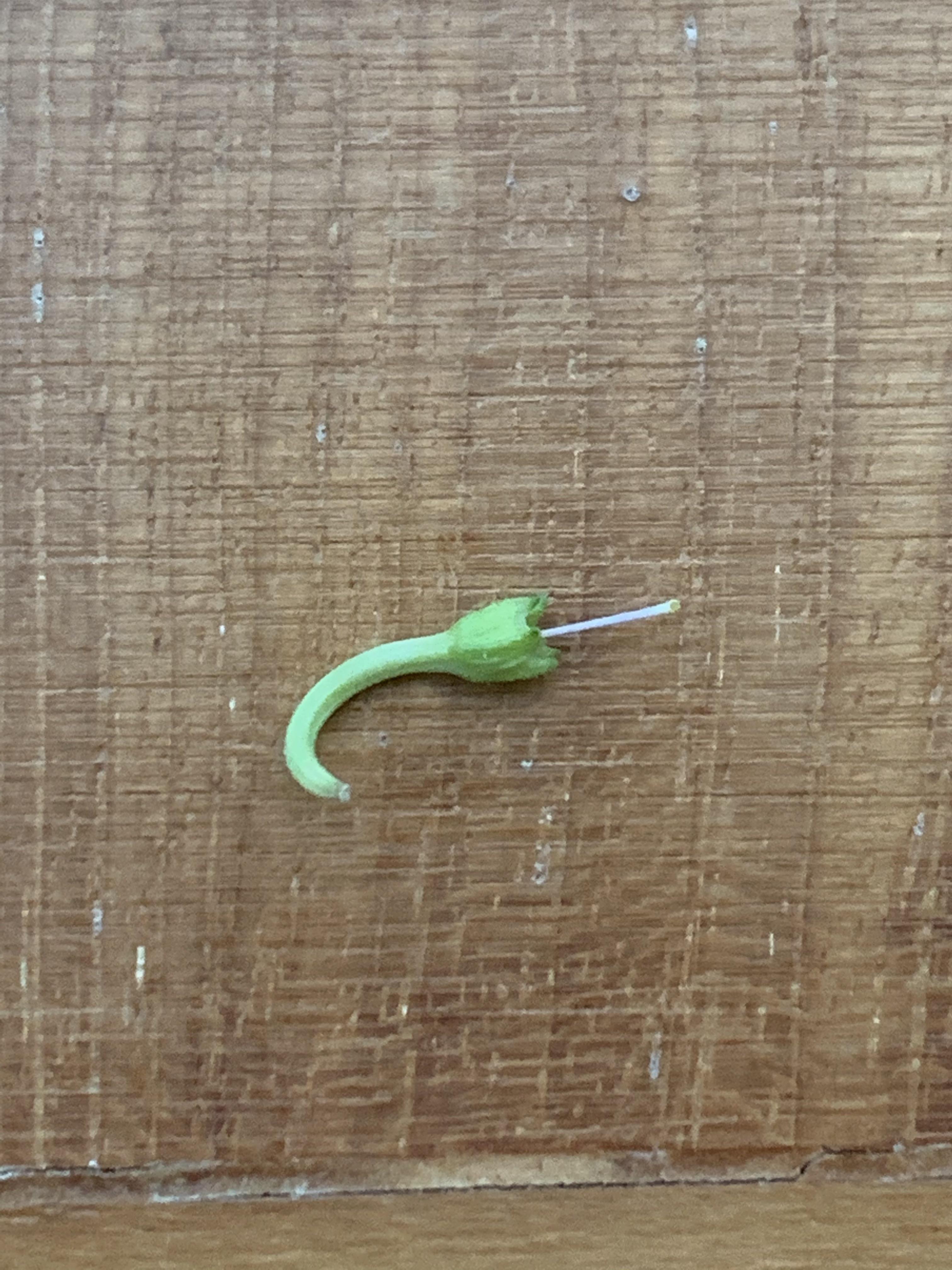 chilli flower buds kept falling after its petals came off. what did i do wrong? help! Scrolller