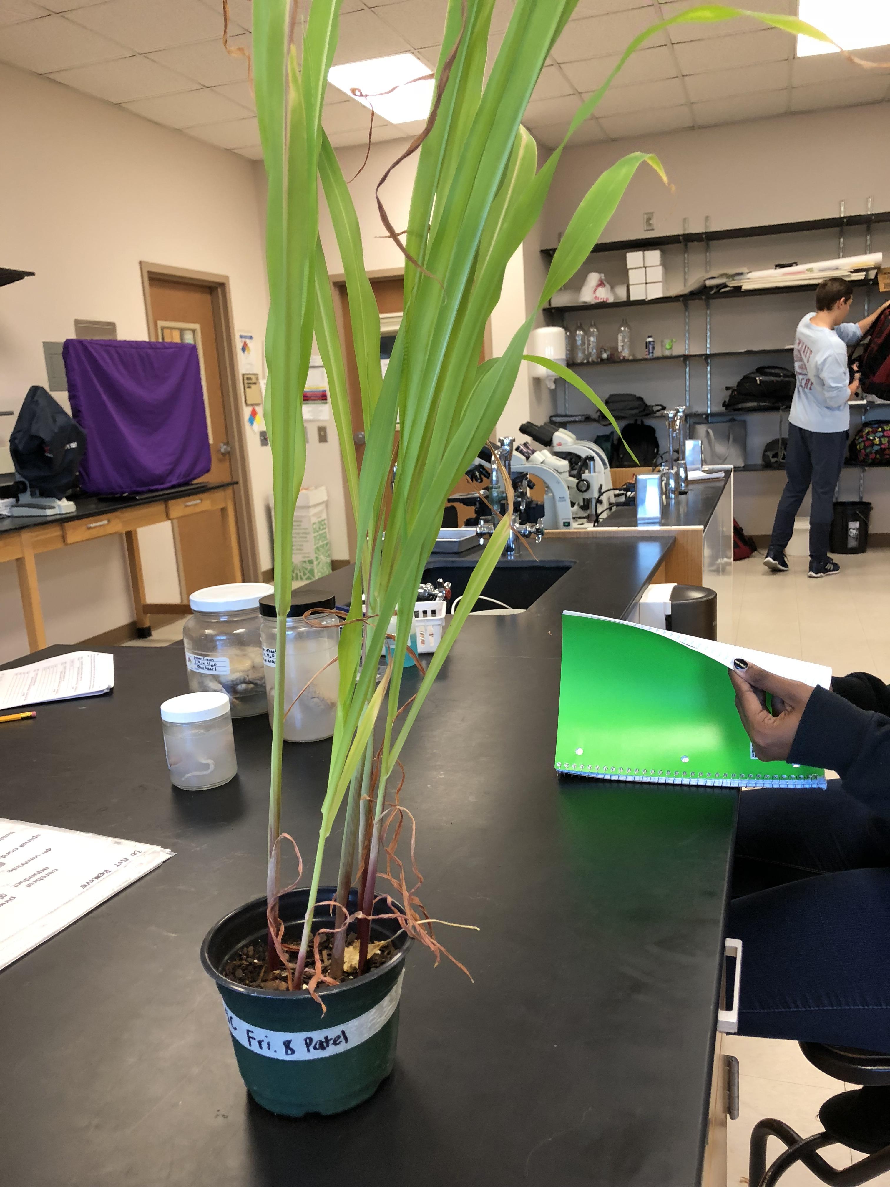 Corn stalks for a bio lab | Scrolller
