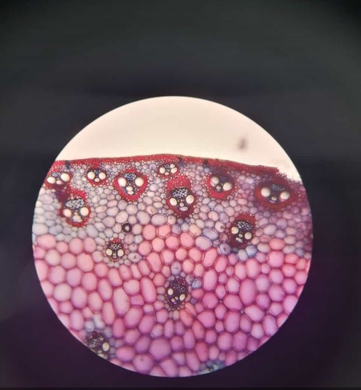 Corn under the microscope | Scrolller