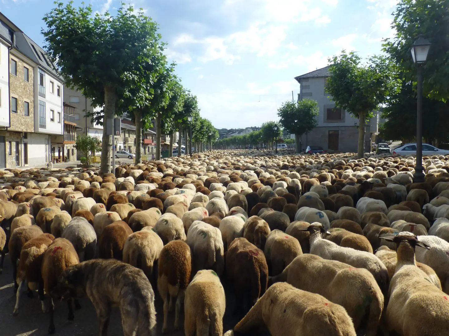 Crossing a village in Spain with 5000 sheep | Scrolller