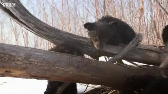 Cubbies' day out