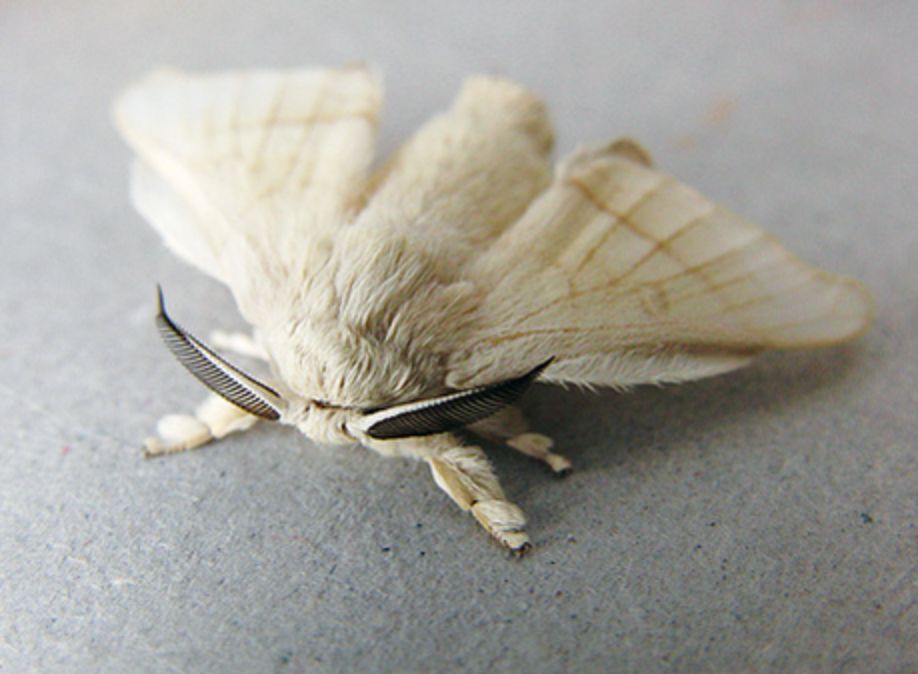 Тутовый шелкопряд вид. Тутовый шелкопряд бабочка. Мотылек тутового шелкопряда. Тутовый шелкопряд (Bombyx Mori). Тутовый шелкопряд взрослая особь.