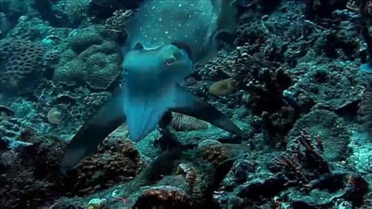 Cuttlefish hypnotizing its prey (x-post /r/gifs) | Scrolller