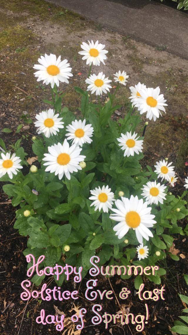 Daisies 🌸🌼 Happy Summer Solstice Eve & last day of Spring! # ...