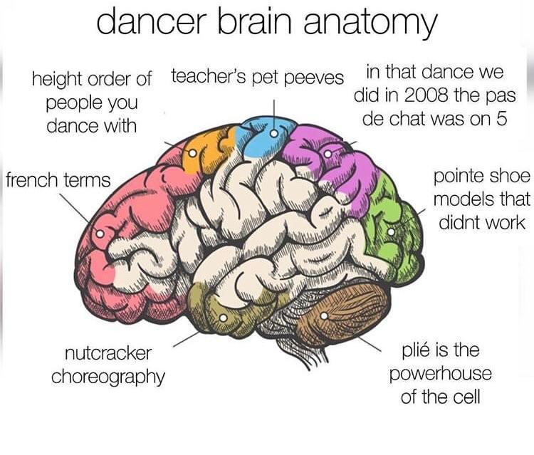Brain Controls Dancing Dancer brain anatomy 😂 (from @hardcorpsmemes on insta) | Scrolller