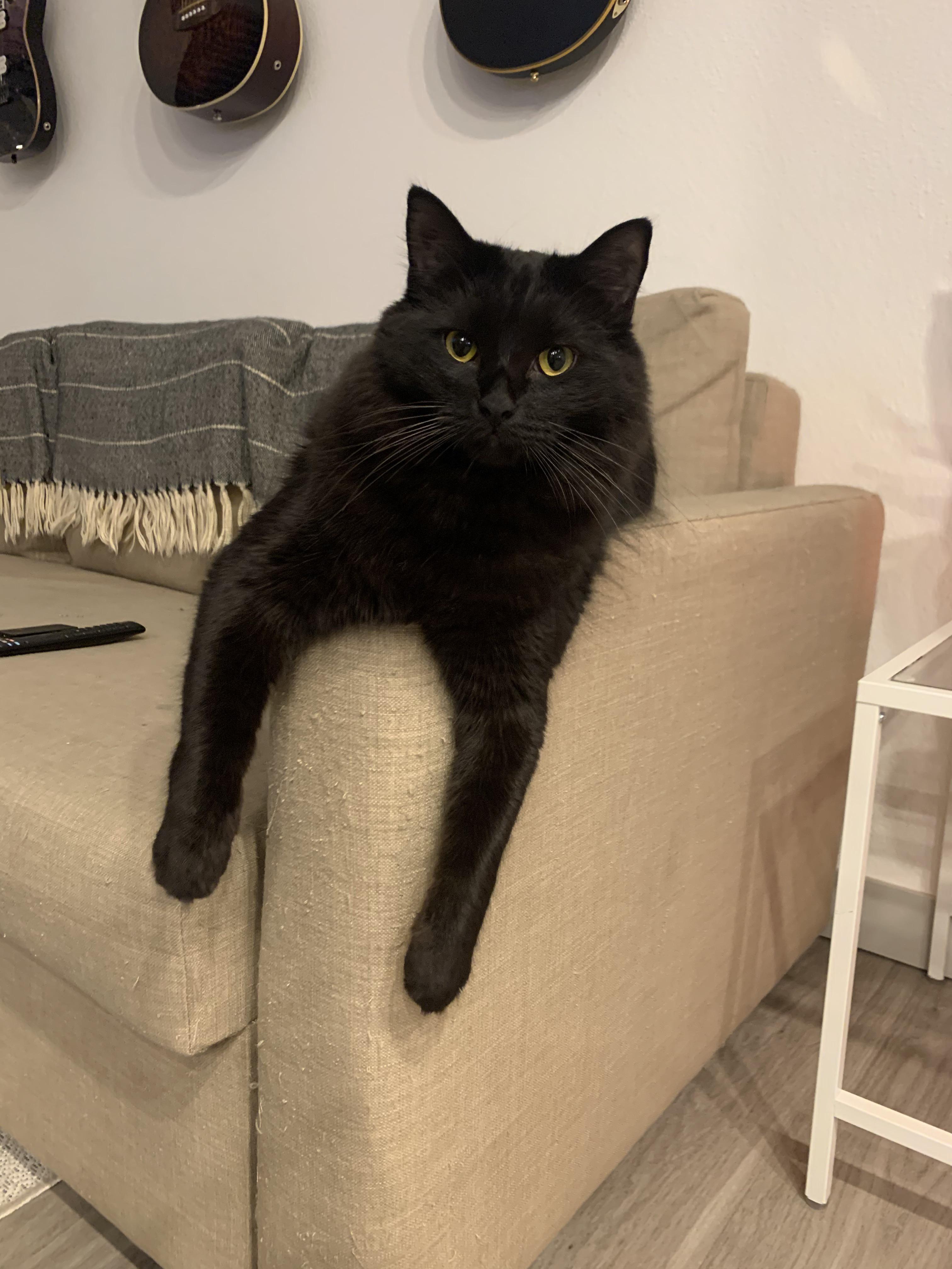 Dangler proudly showing off his couch scratching masterpiece 🎨 | Scrolller