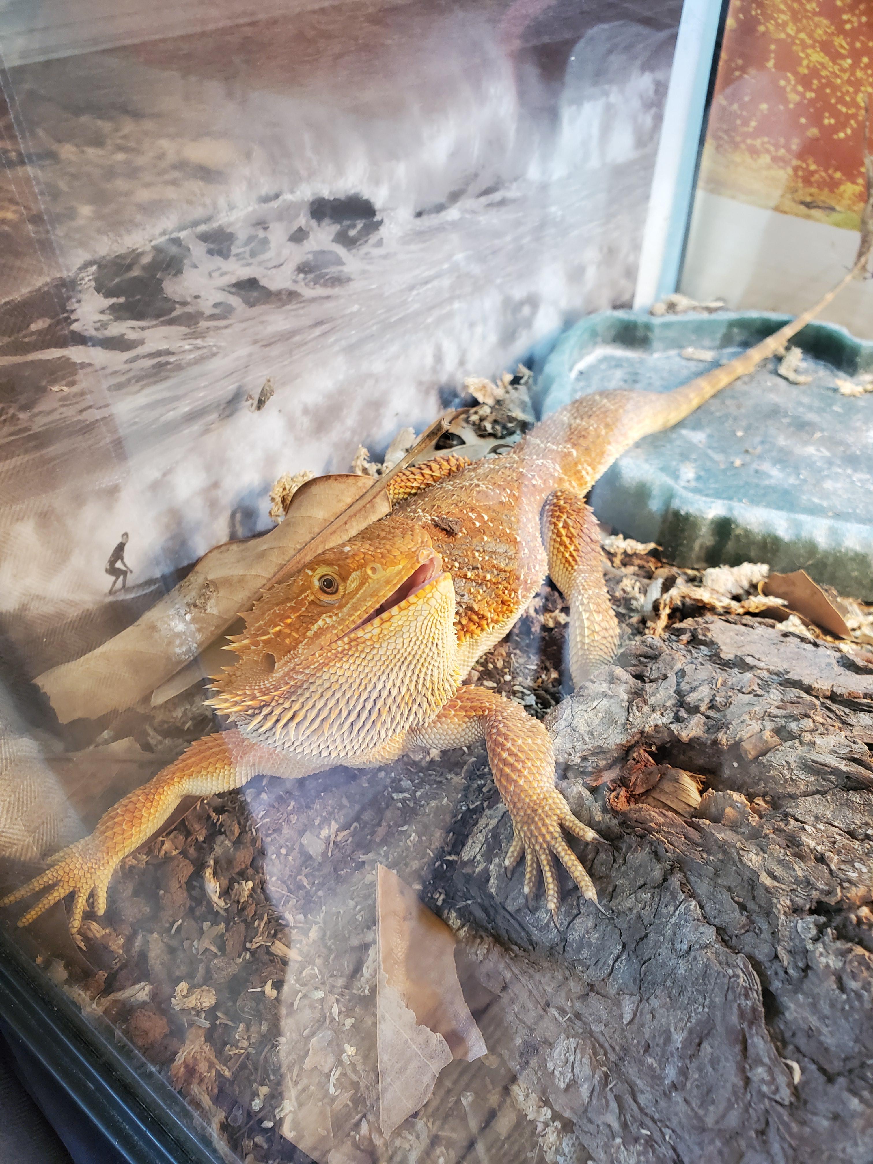 Do Beardies Have a Rebellious Teenager Phase?? Scrolller
