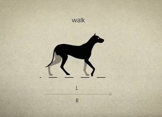 Dog's gait | Scrolller