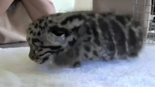 Don't block my path hooman (x-post from /r/gifs)
