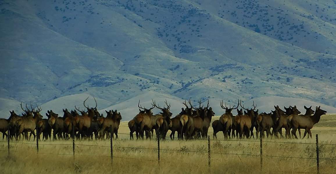 Elk between Dillon & Melrose. | Scrolller