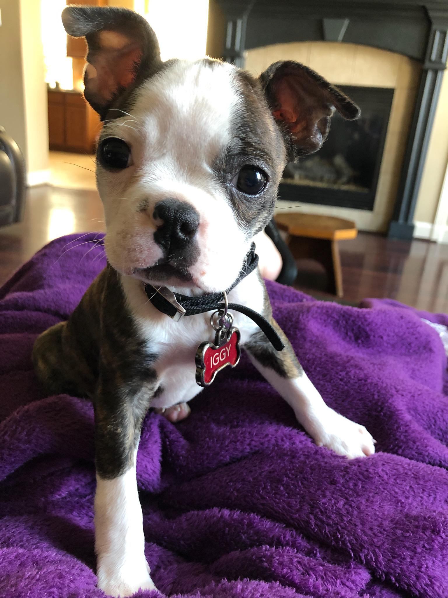Reddit'S Newest Royal: Meet Iggy The Princess - ixzz6ck