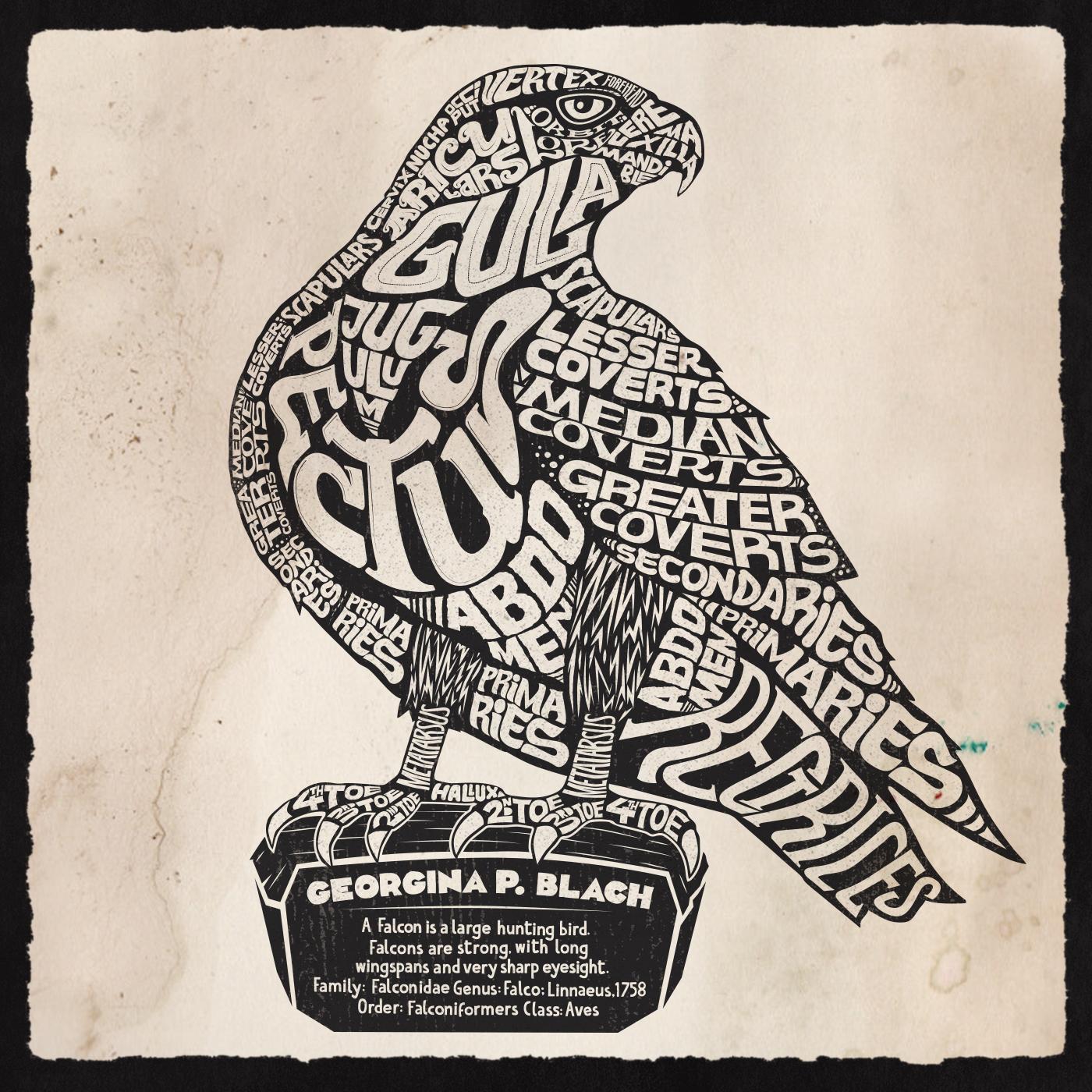 Falcon Anatomy Lettering i did. | Scrolller