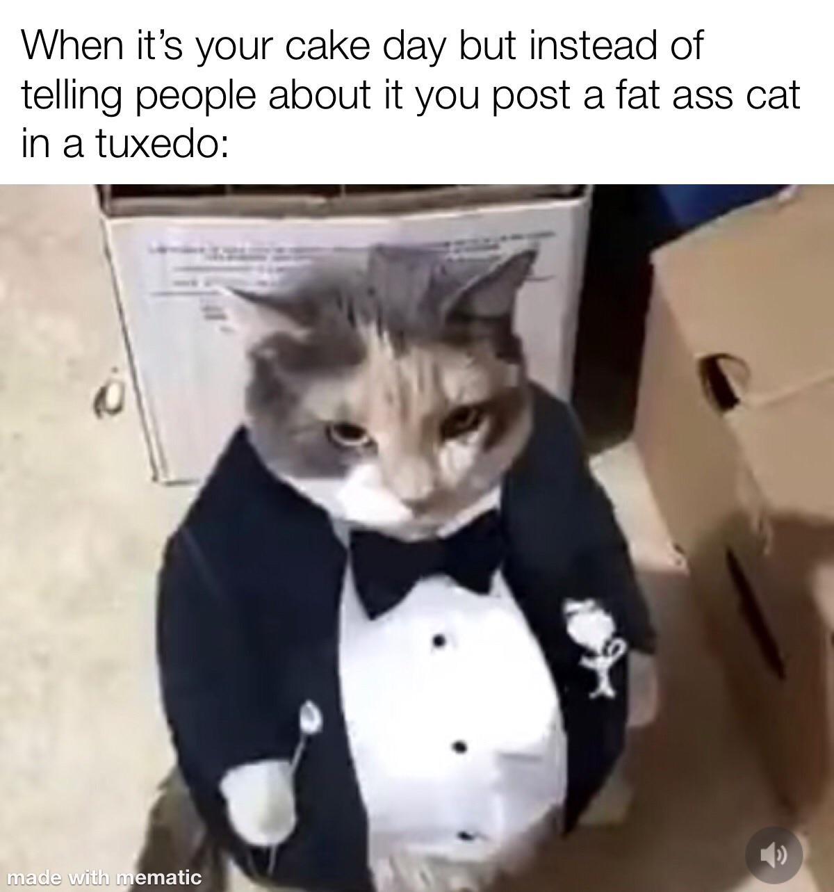 Fat Ass Cat In A Tuxedo Scrolller