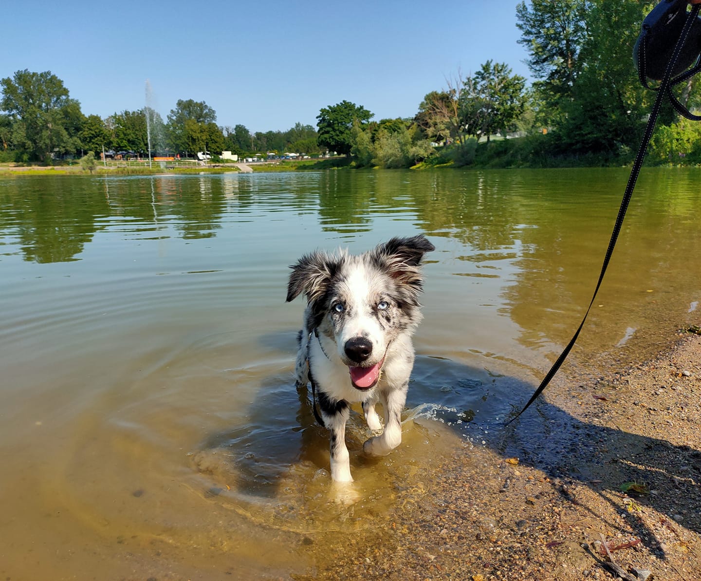 First time in a giant puddle for my little Sully and he LOVED it !! We ...