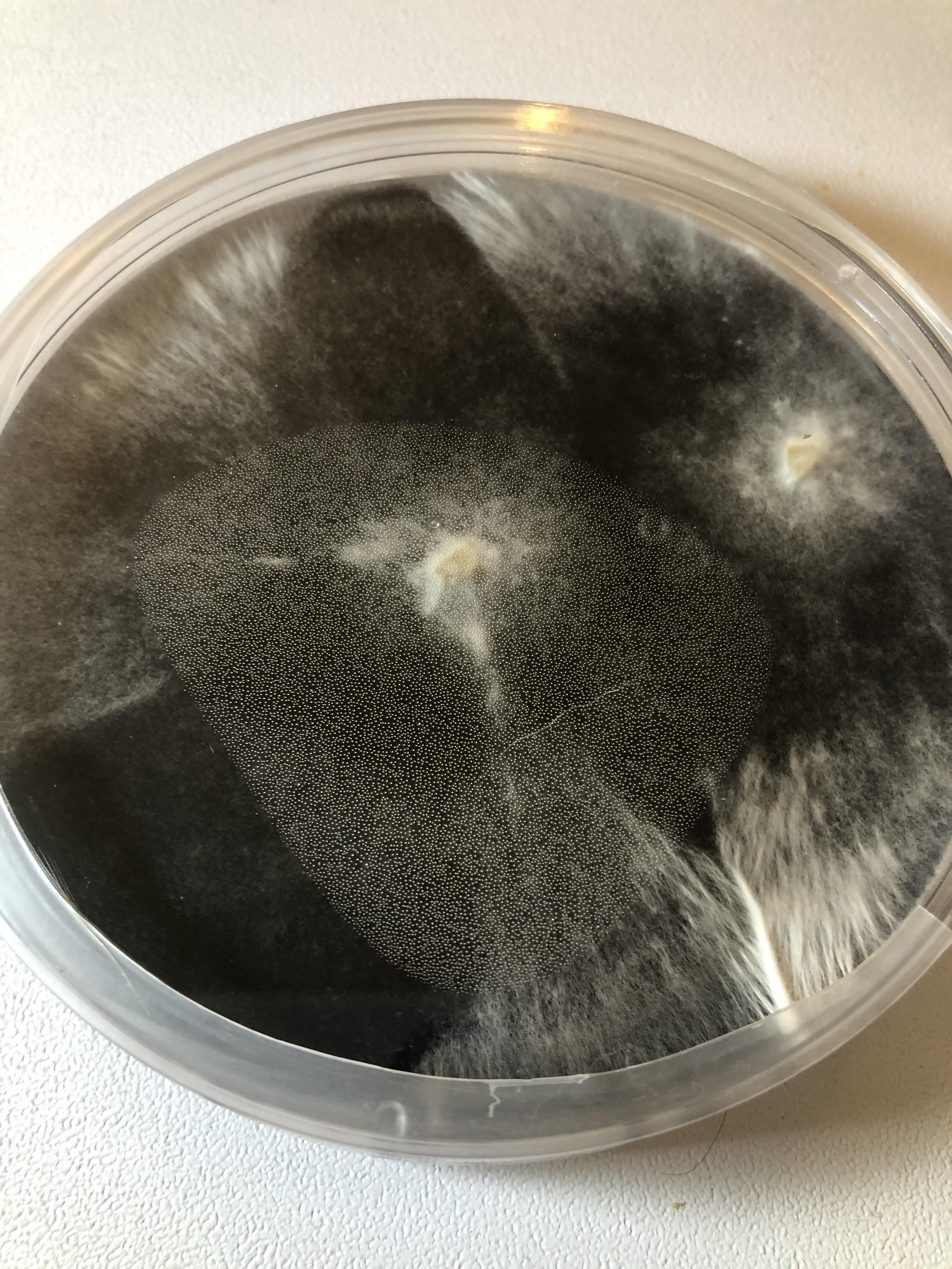 First tissue culture agar, how does it look? This is after 2.5 weeks