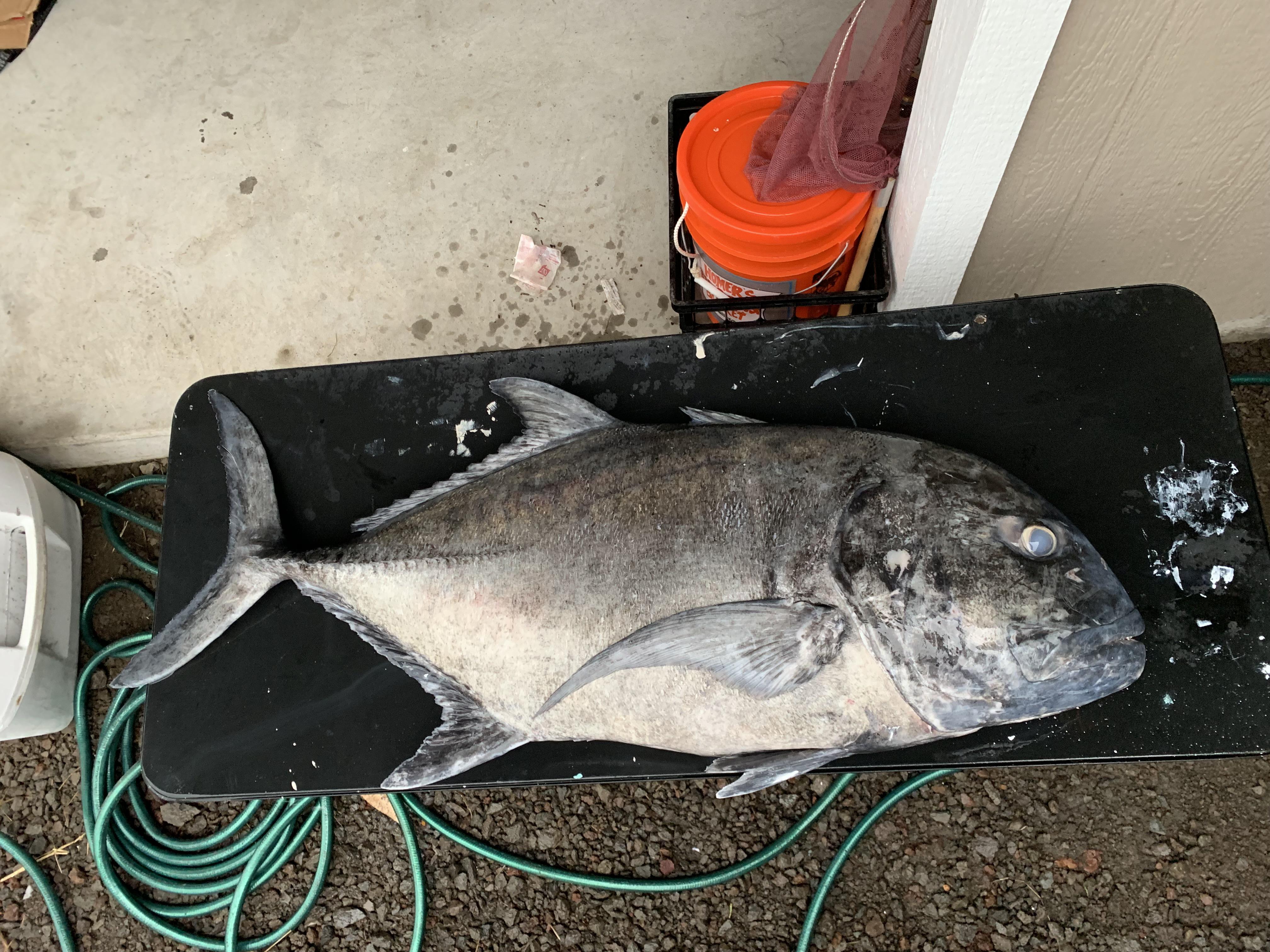 Ulae Fish First Ulua at 53lbs. Diving solo on the Big Island and came up on an ...