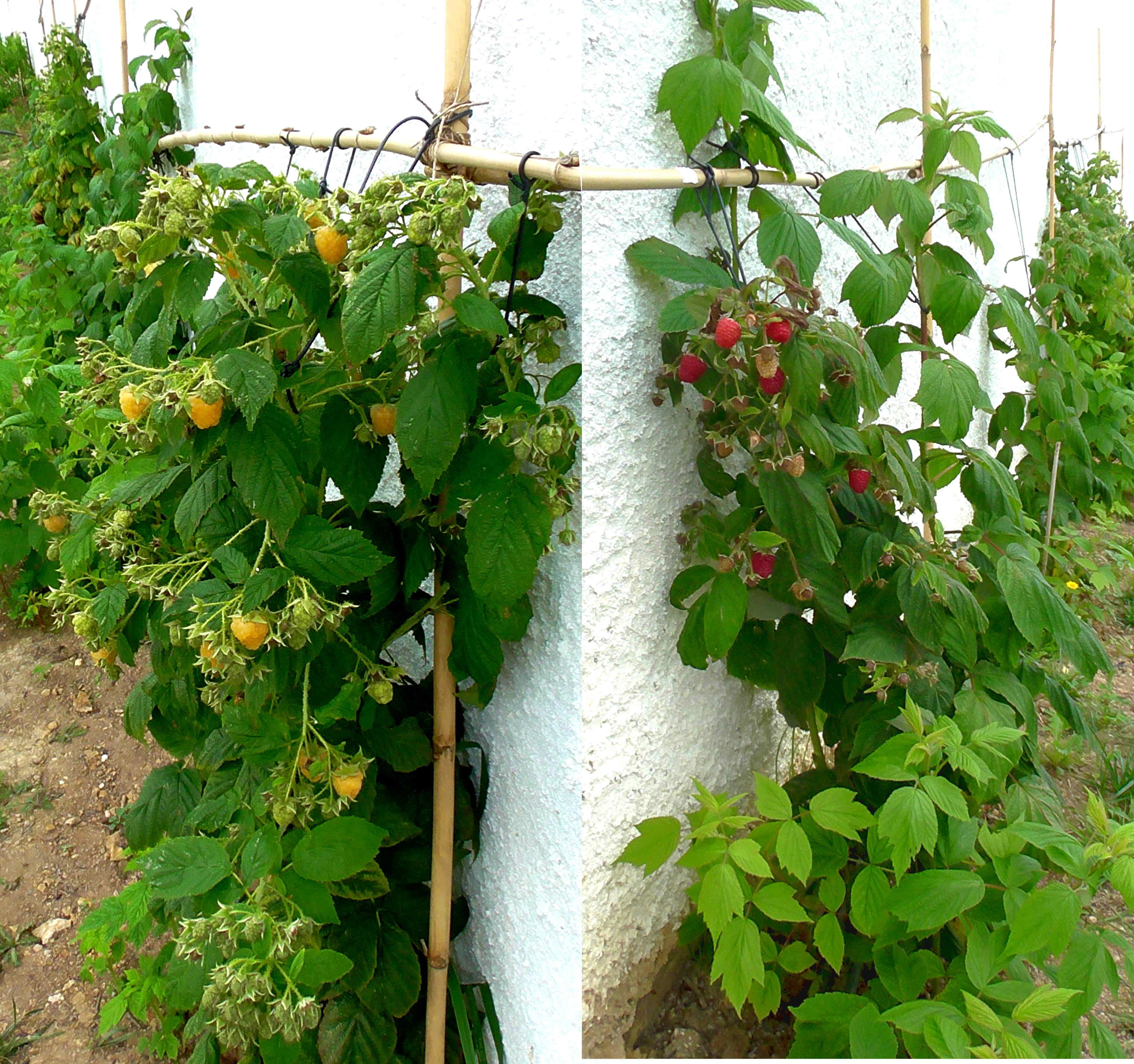 First year raspberries | Scrolller