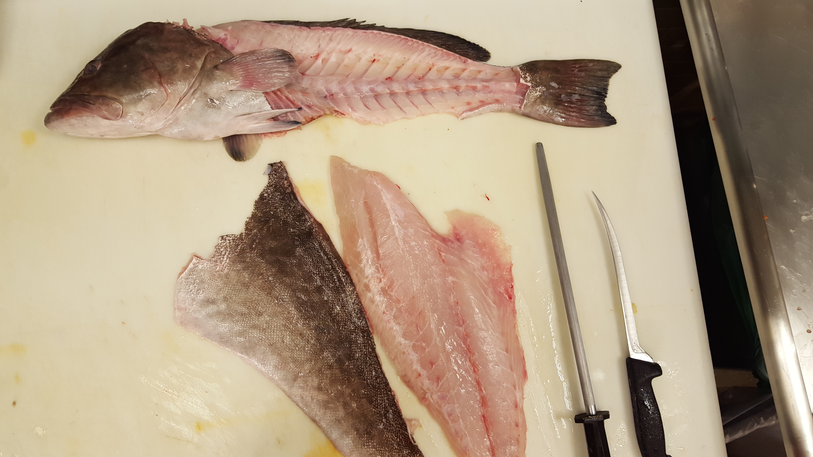 Florida black grouper Scrolller