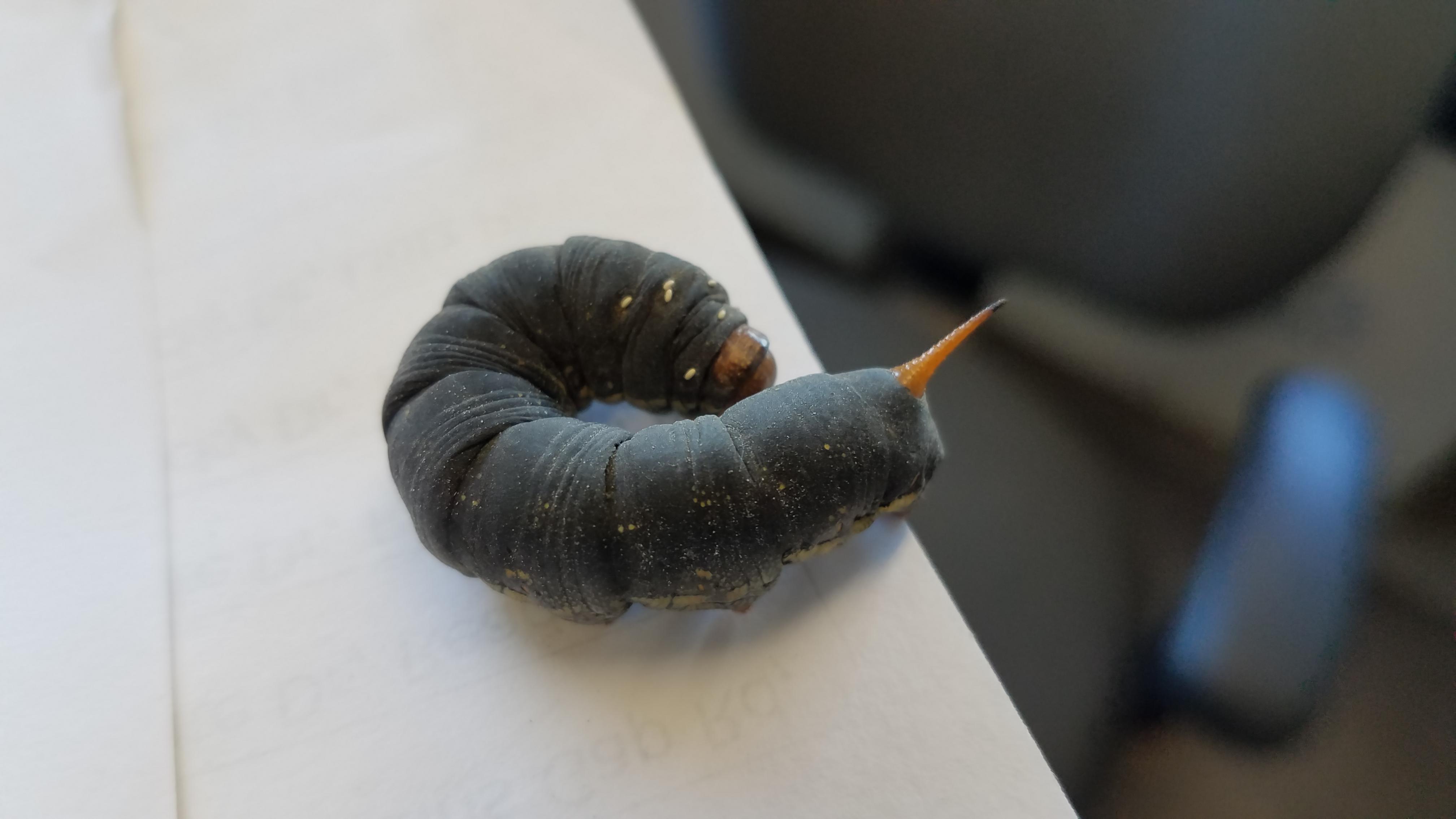 What bug is this? It's bout 2 and a half inches long. | Scrolller