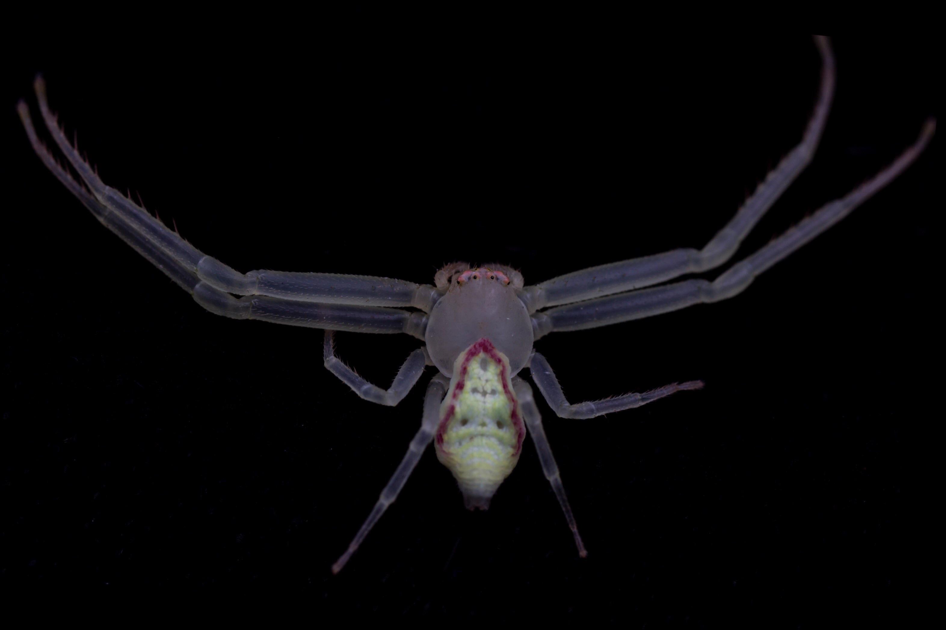 Full view of Green Crab Spider from Kentucky. Scrolller