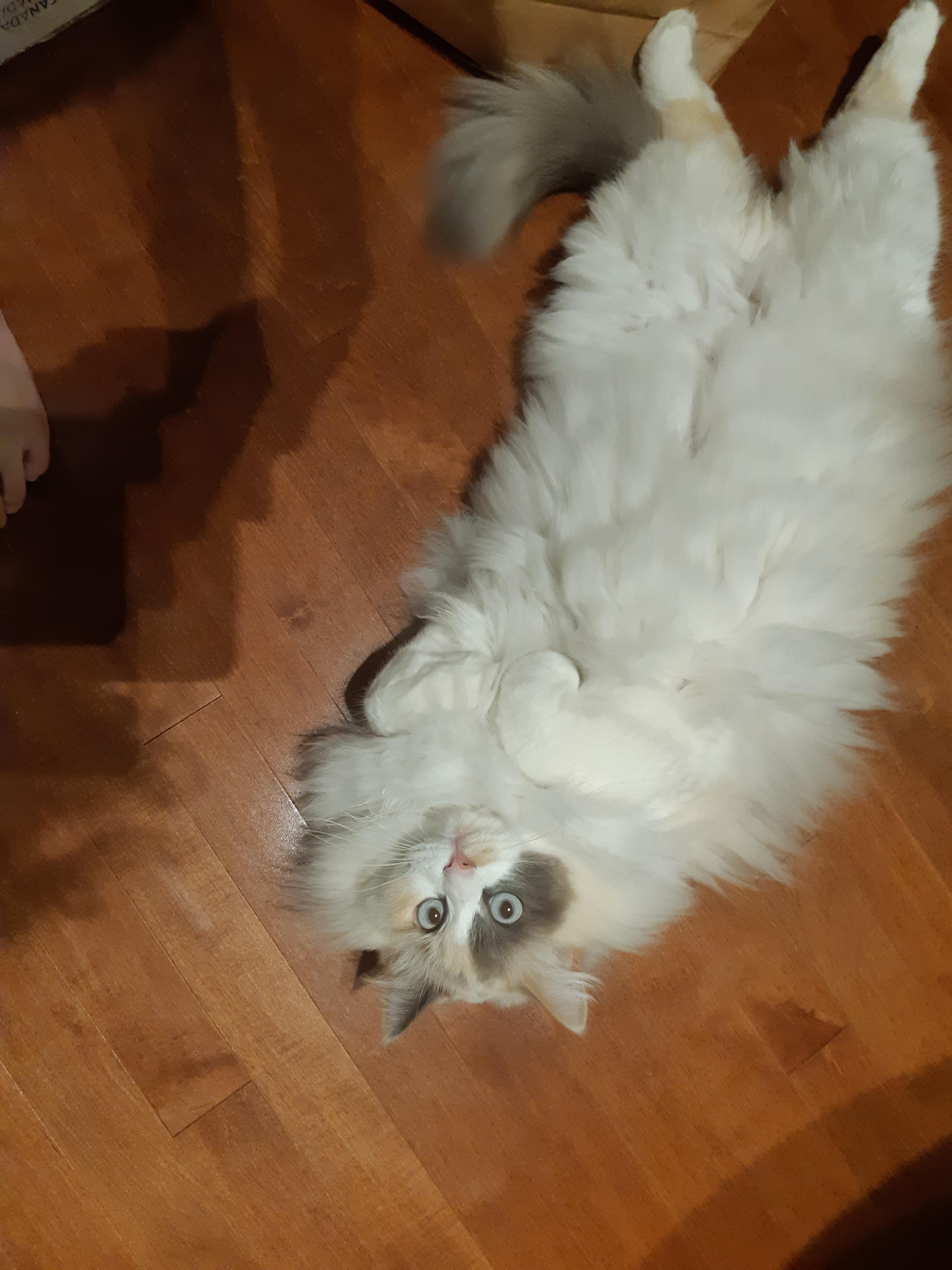 Furry belly!! | Scrolller