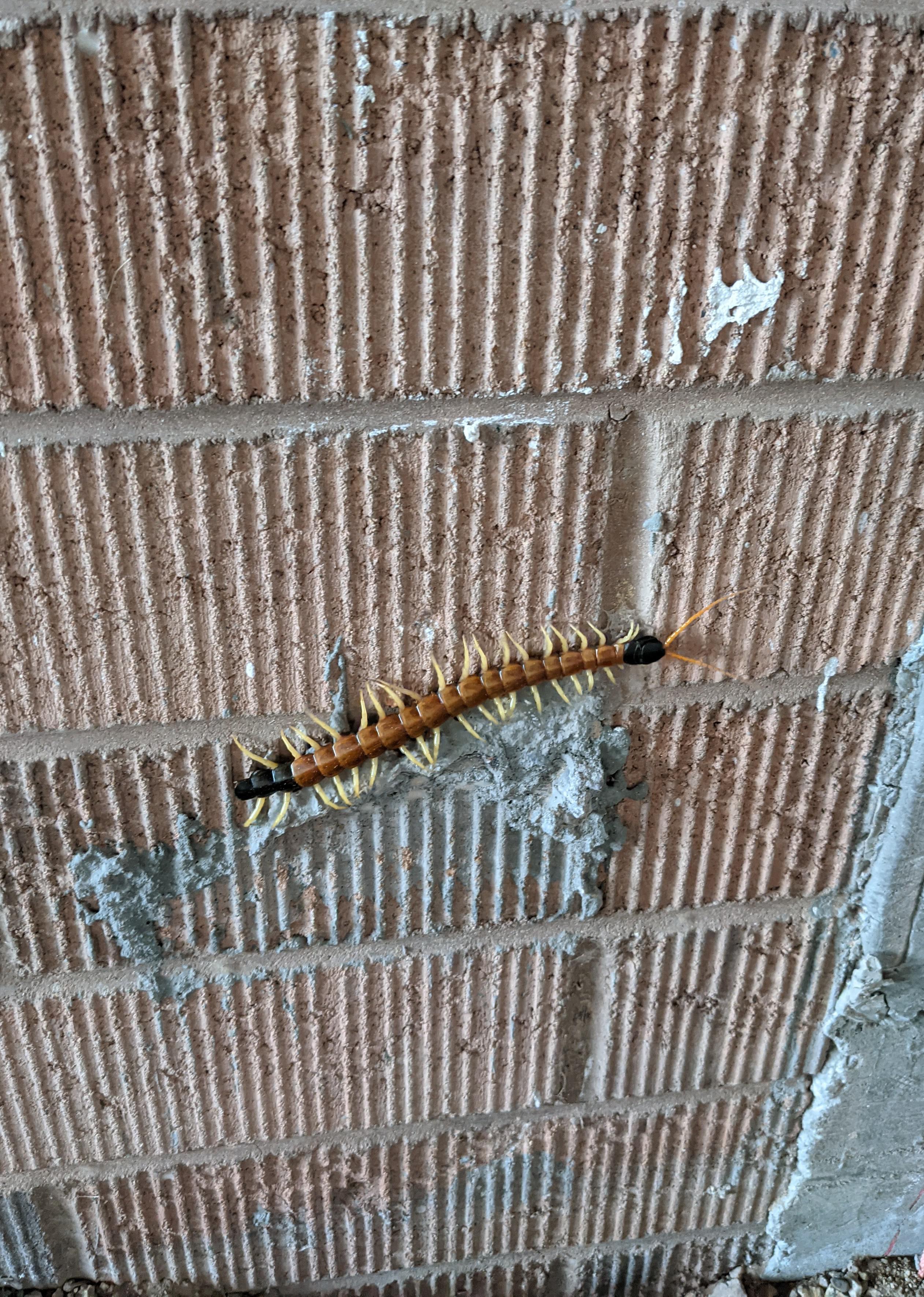 Giant desert centipede climbing the wall of an office building. Looks