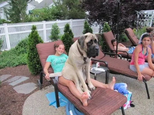 Giant lap dog