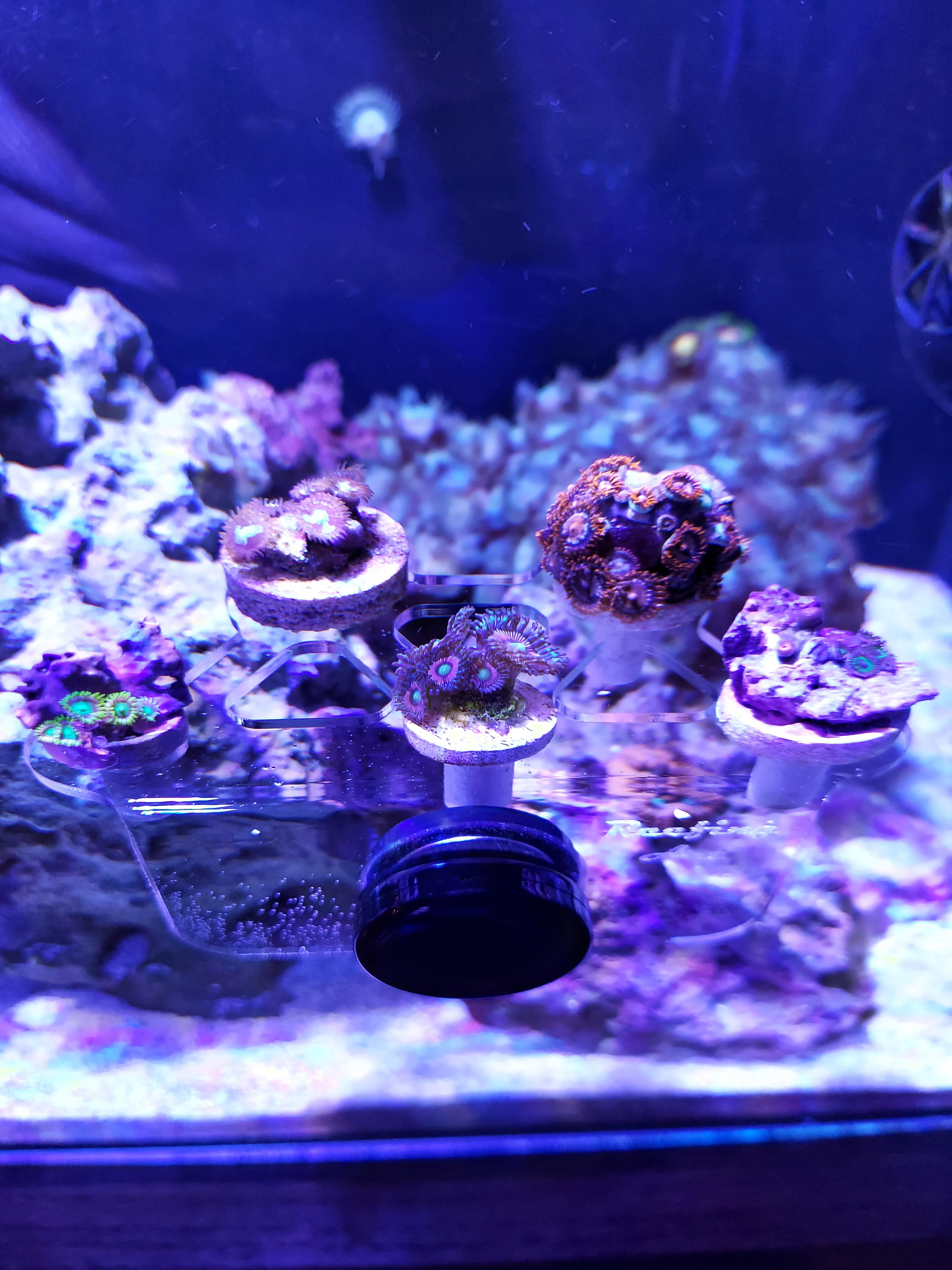 Got a little mini frag rack for my 20gal, now I can keep a closer eye ...