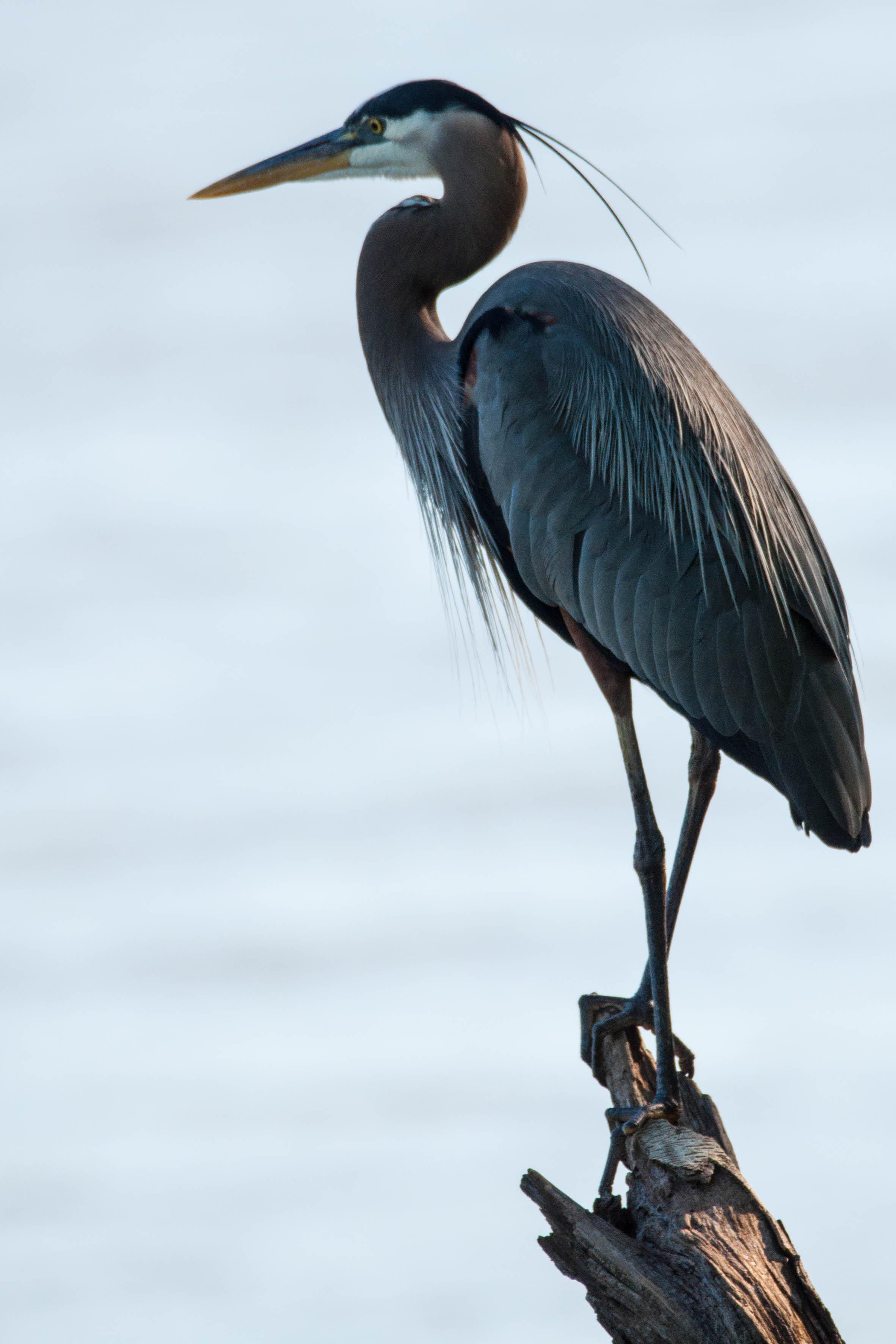 Great Blue Heron(seen at the Tennessee Riverpark;in Chattanooga ...