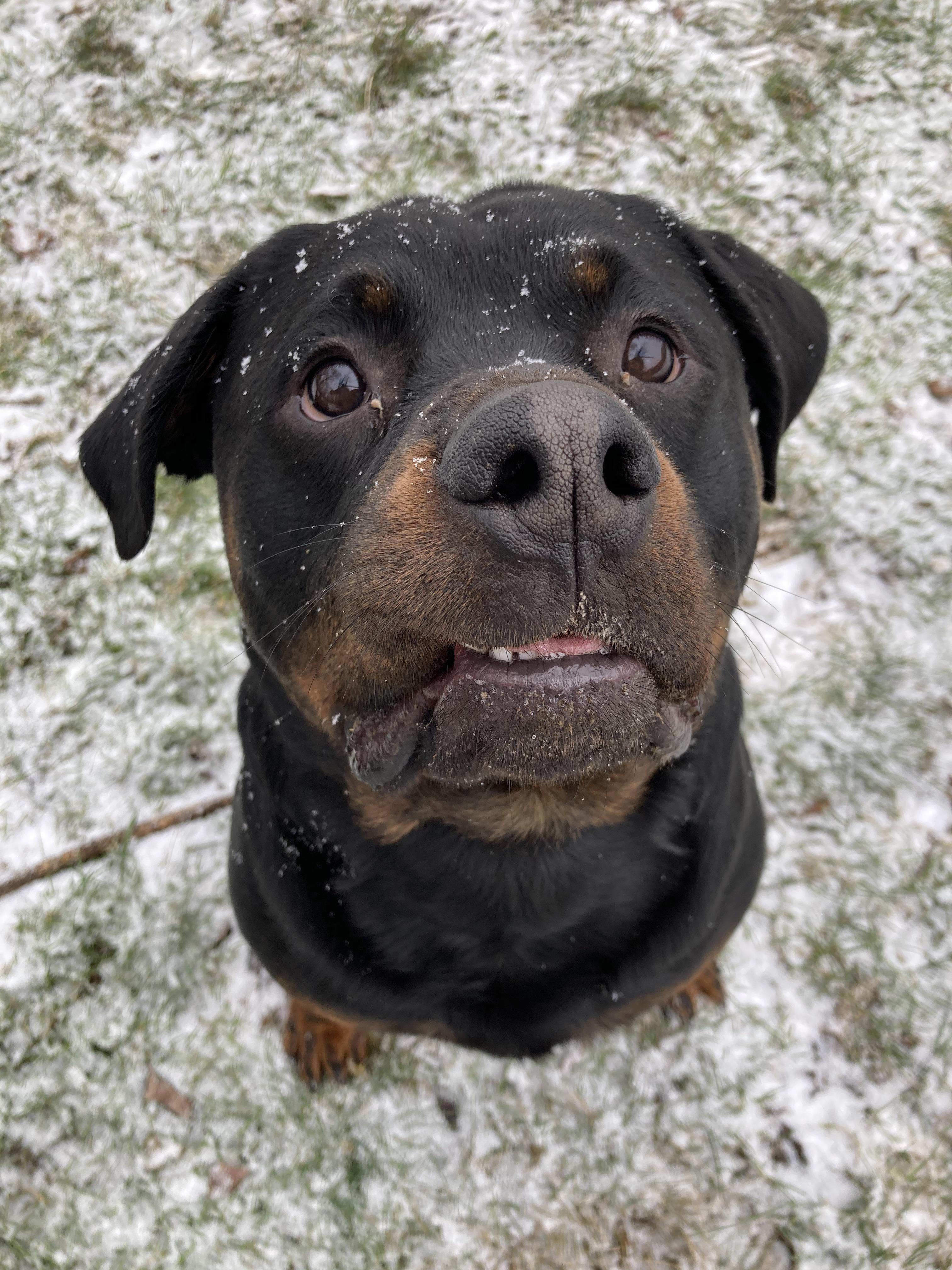 Grizzly- A True Derpy Rottie | Scrolller