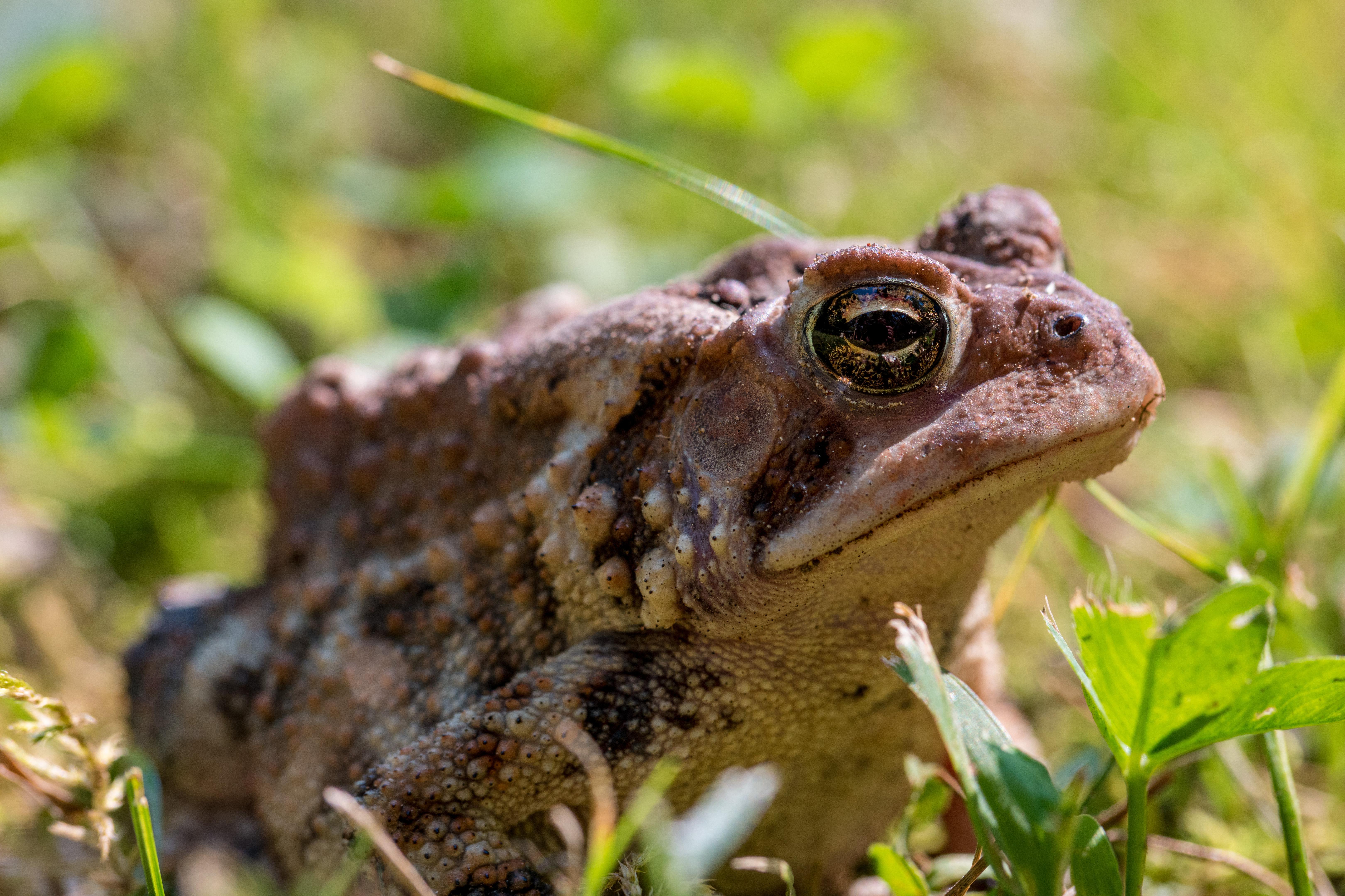 Grumpy toad | Scrolller