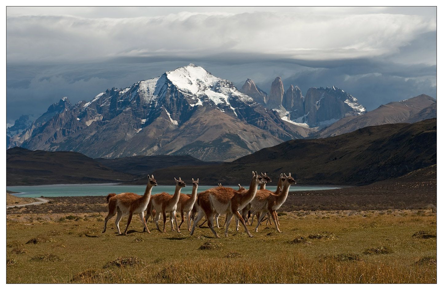 Guanacos in Torres del Paine National Park, Chilean Patagonia [1442 x ...