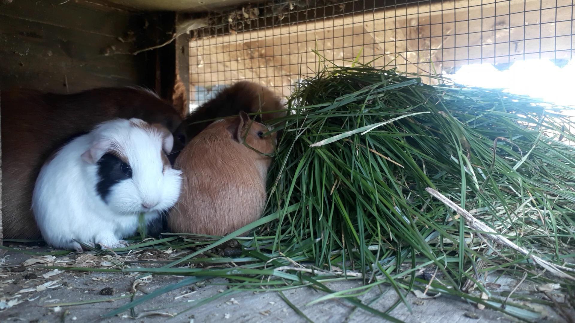 View of Guinea Pig Pups out for a meal with their mother | Scrolller