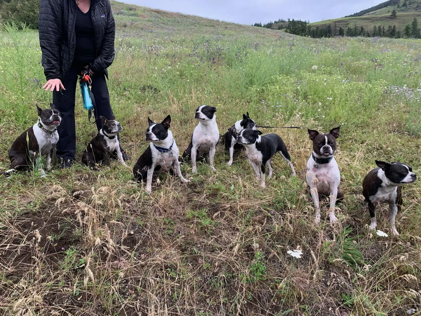 Happy Canada Day from Winston and his friends! 🇨🇦🐾