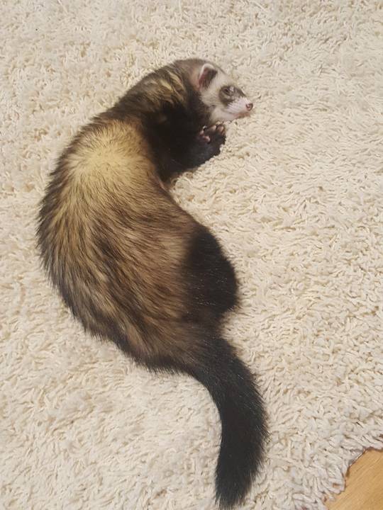 Happy national ferret day, lil buddies