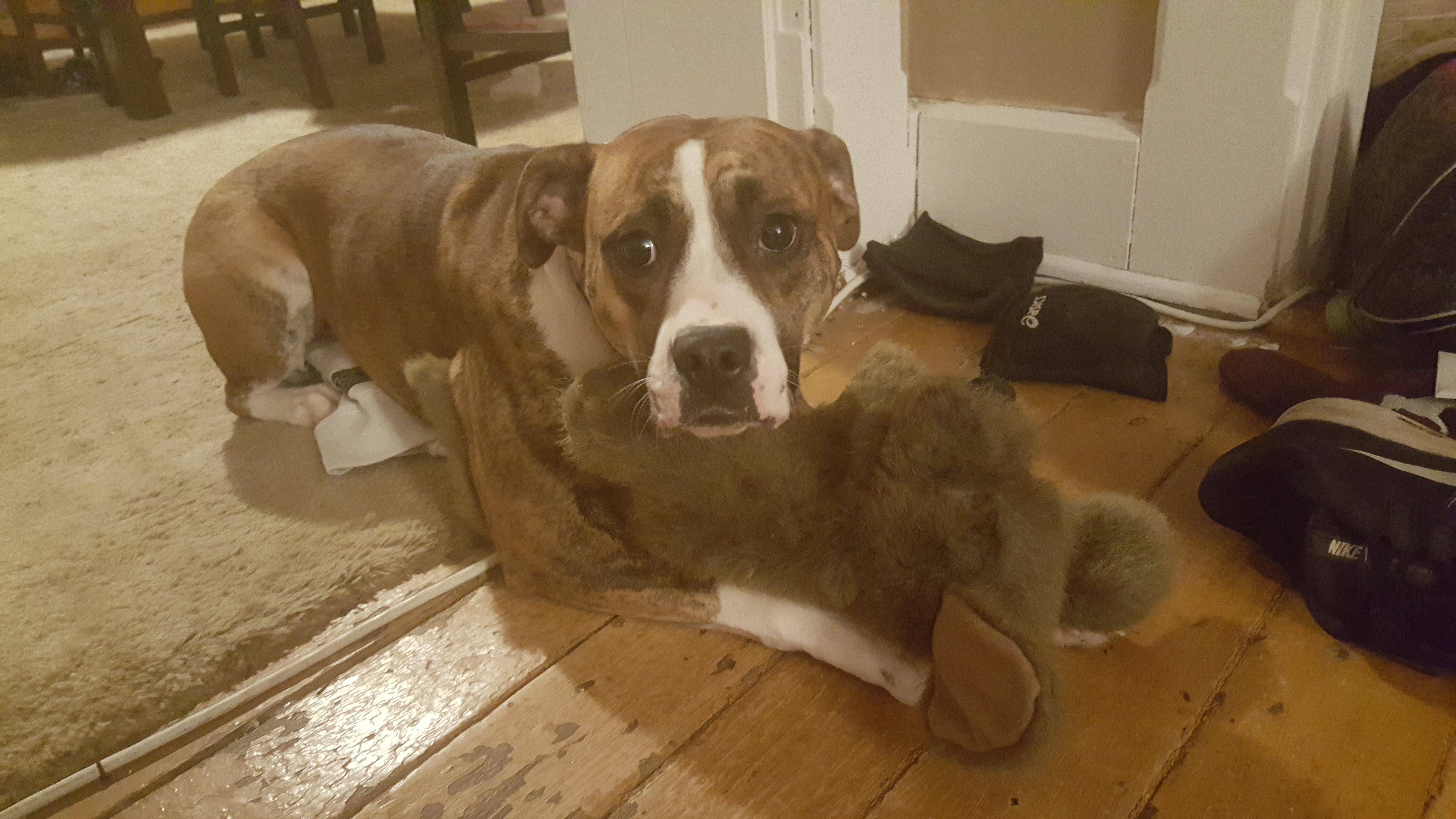 Harper (pit-boxer) and her Boyfriend | Scrolller